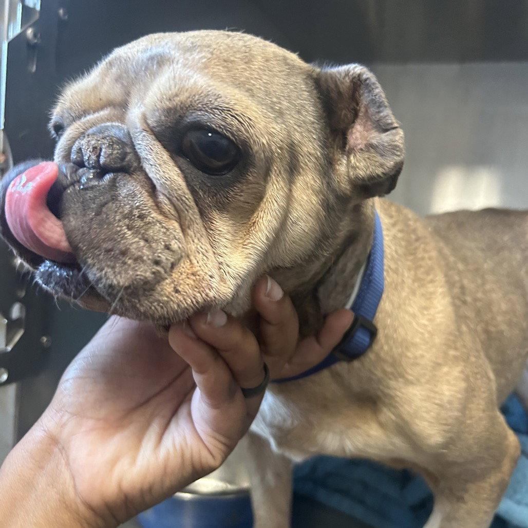 Enlarge Champagne, a Adoptable French Bulldog in Dallas, TX image 2/3