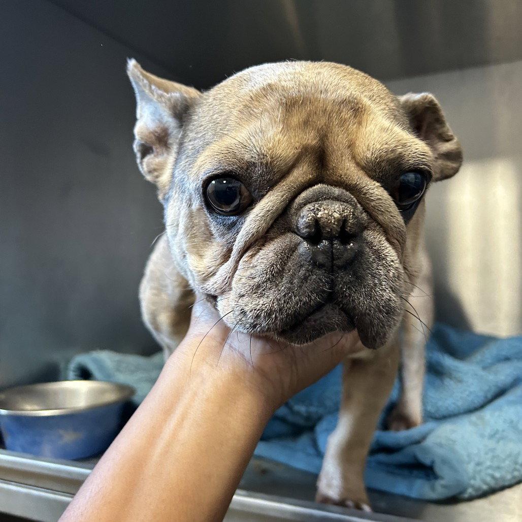 Enlarge Champagne, a Adoptable French Bulldog in Dallas, TX image 3/3