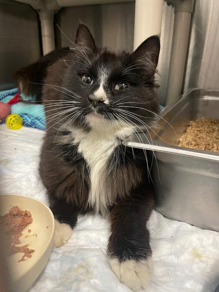 Socks, ADOPTABLE, Adult Female Domestic Medium Hair.