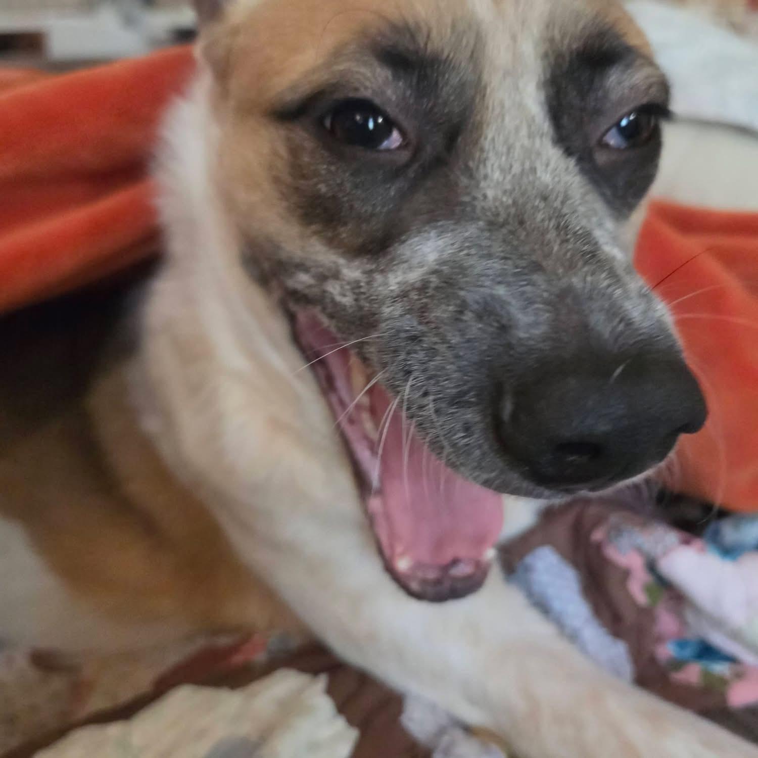 Enlarge Willow - Courtesy Listing see info, a Adoptable mixed breed in Polson, MT image 4/5