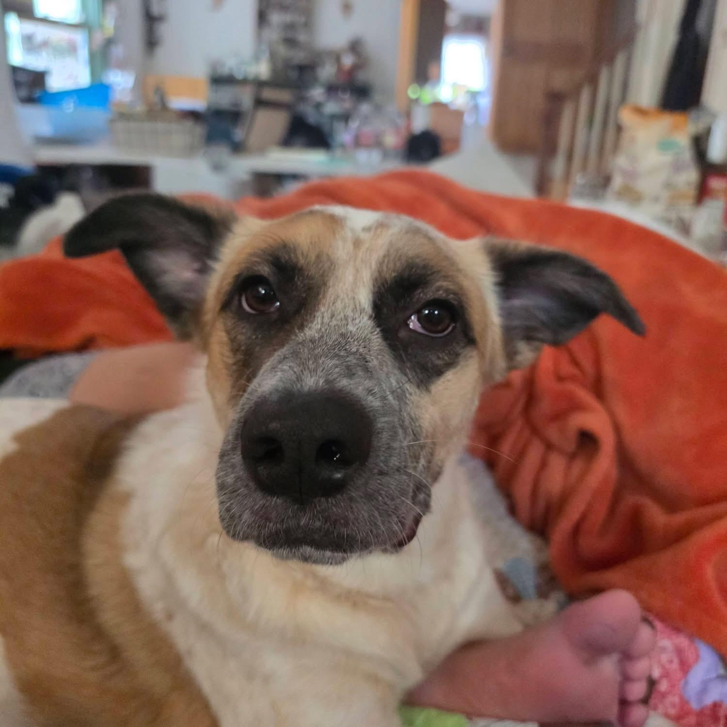 Enlarge Willow - Courtesy Listing see info, a Adoptable mixed breed in Polson, MT image 1/5