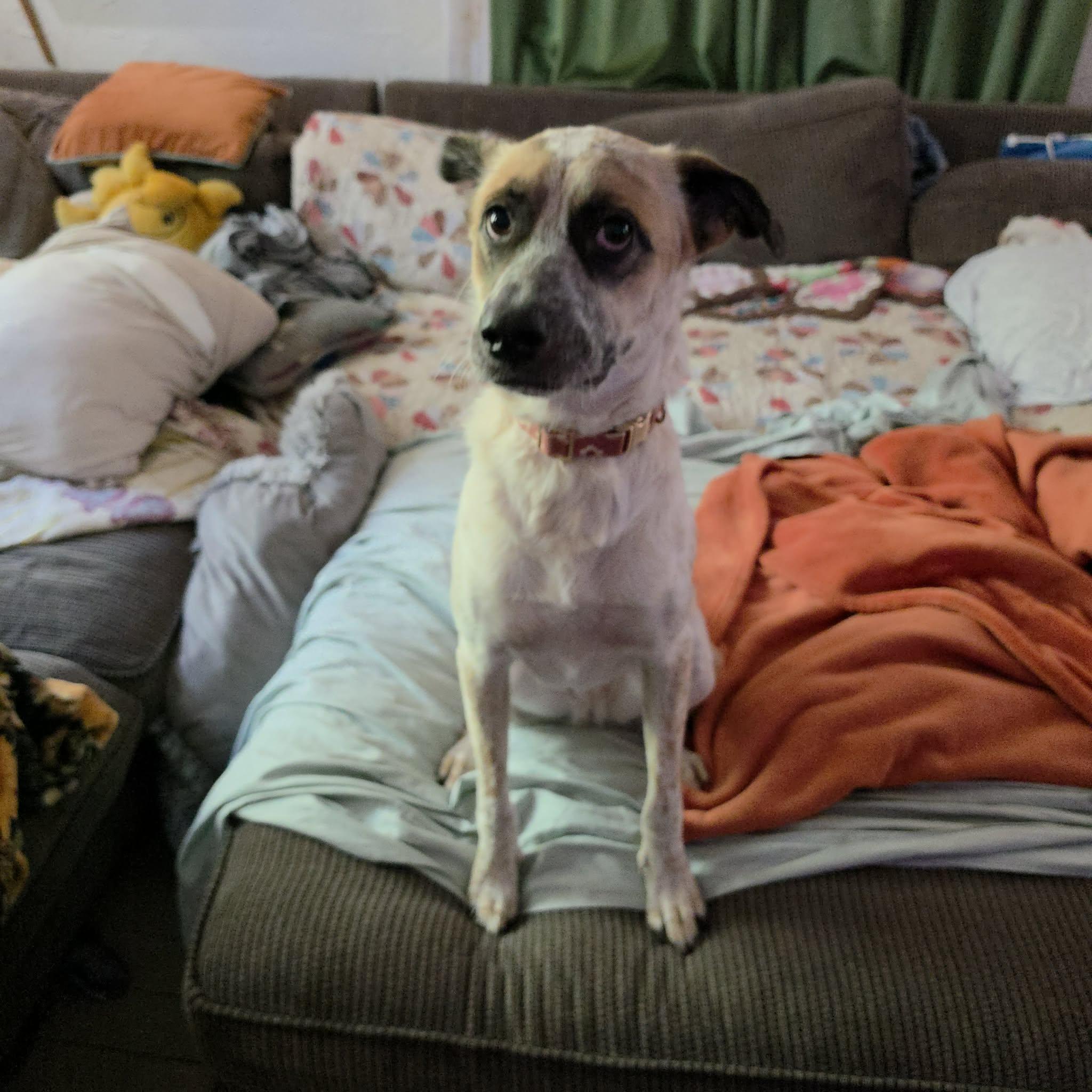 Enlarge Willow - Courtesy Listing see info, a Adoptable mixed breed in Polson, MT image 5/5