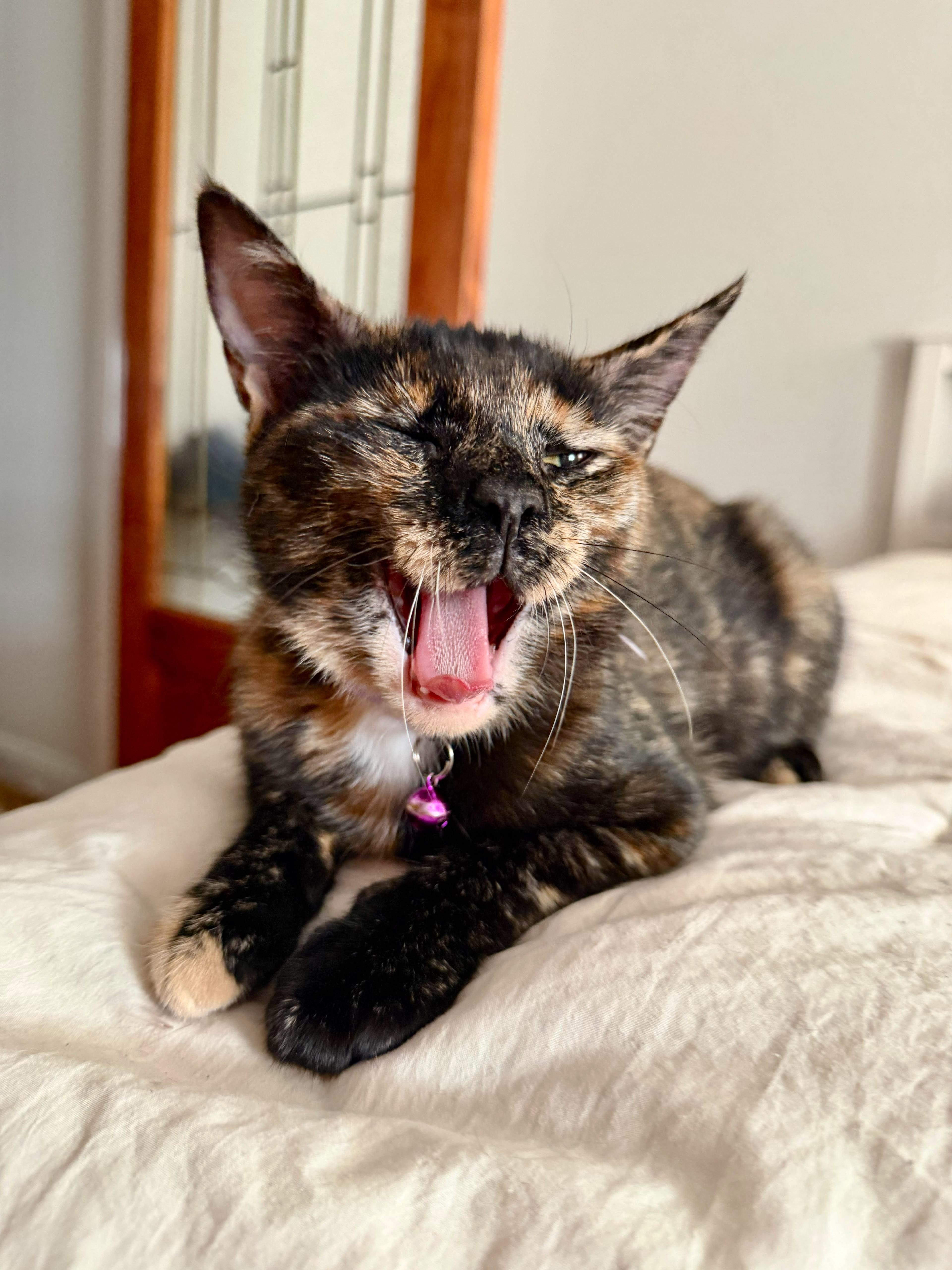 Sable, a Adoptable Domestic Short Hair in Weehawken, NJ image 2/5