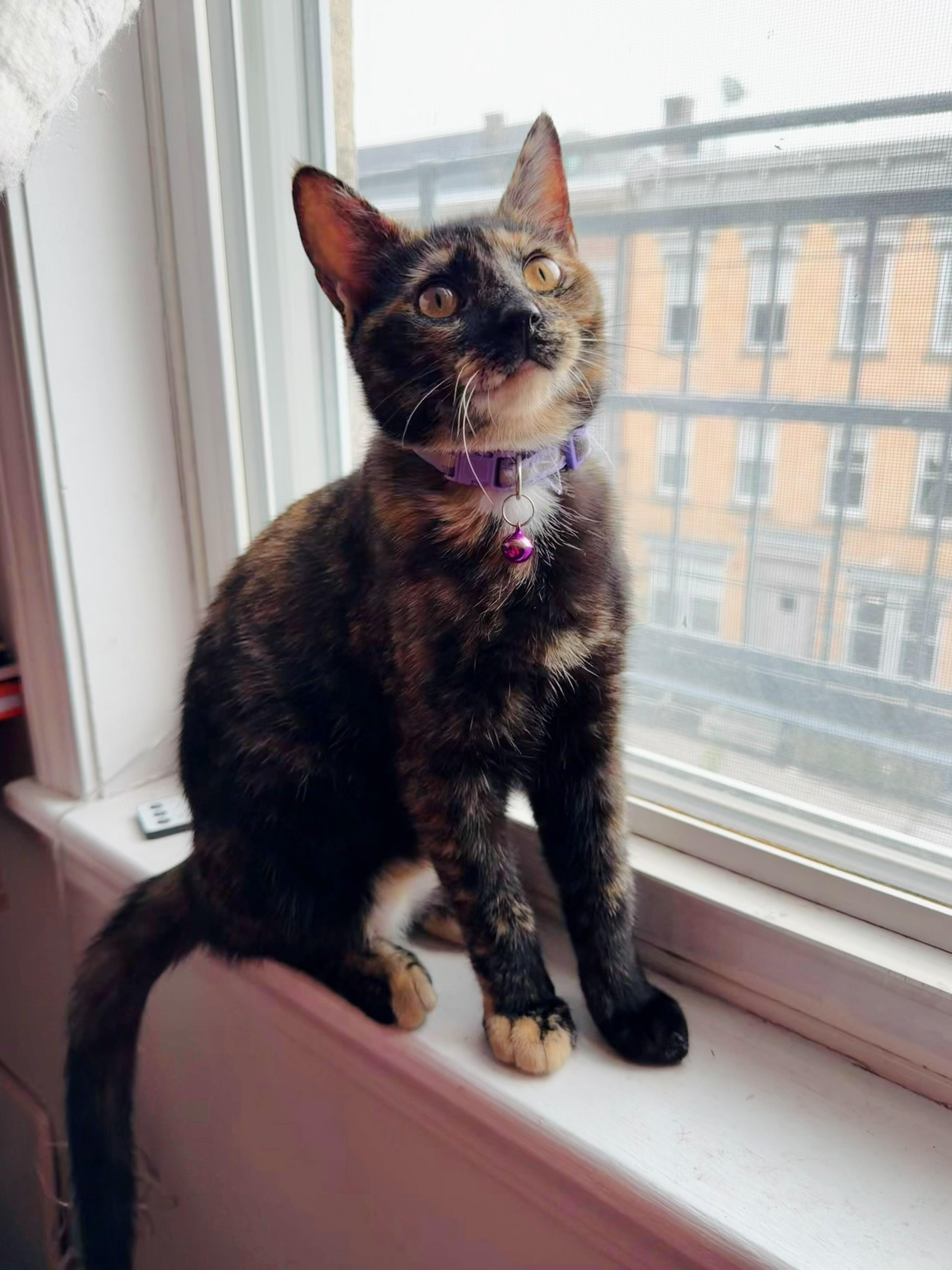 Sable, a Adoptable Domestic Short Hair in Weehawken, NJ image 5/5