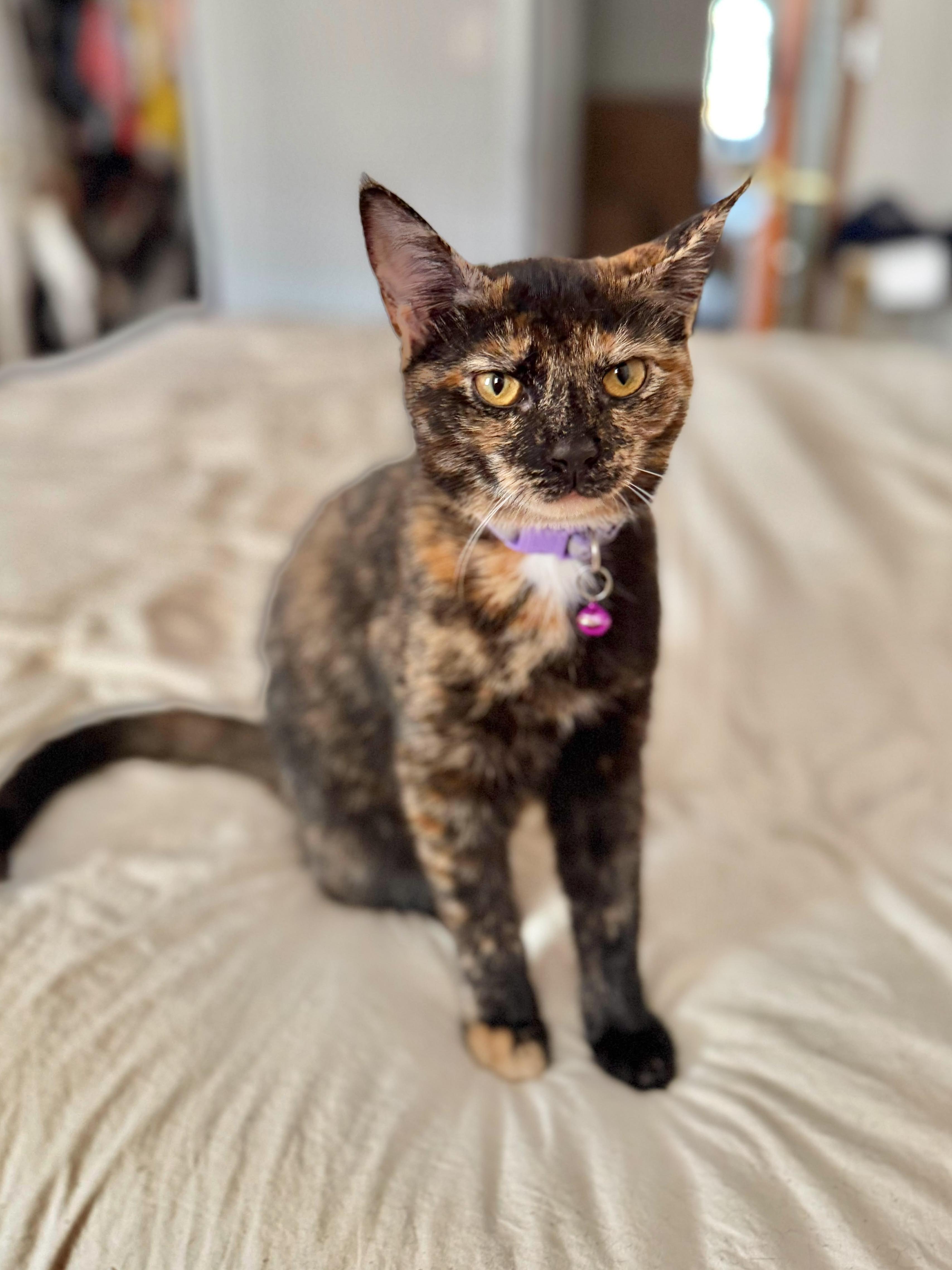 Sable, Adoptable, Kitten Female Domestic Short Hair.