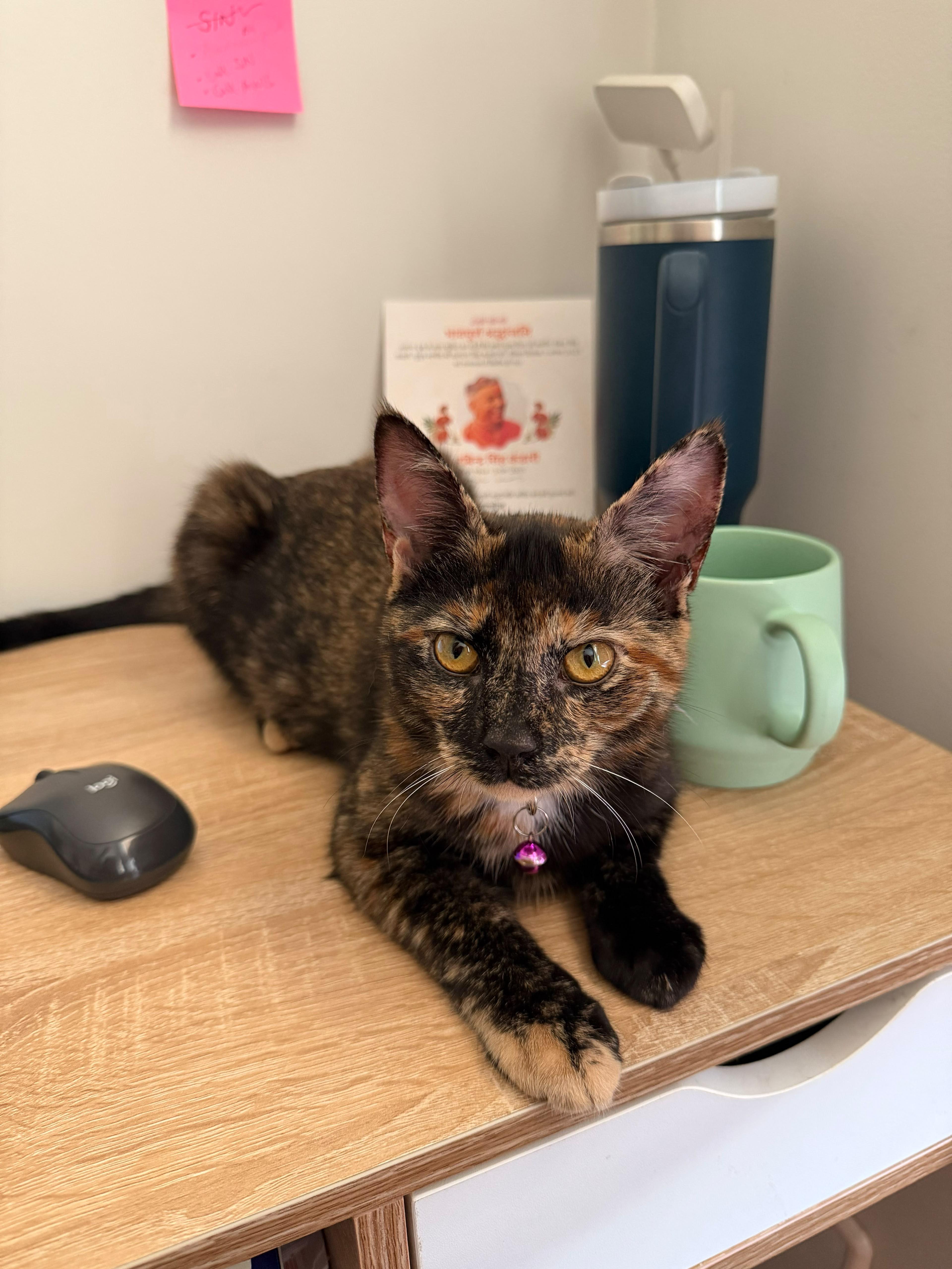 Sable, a Adoptable Domestic Short Hair in Weehawken, NJ image 4/5