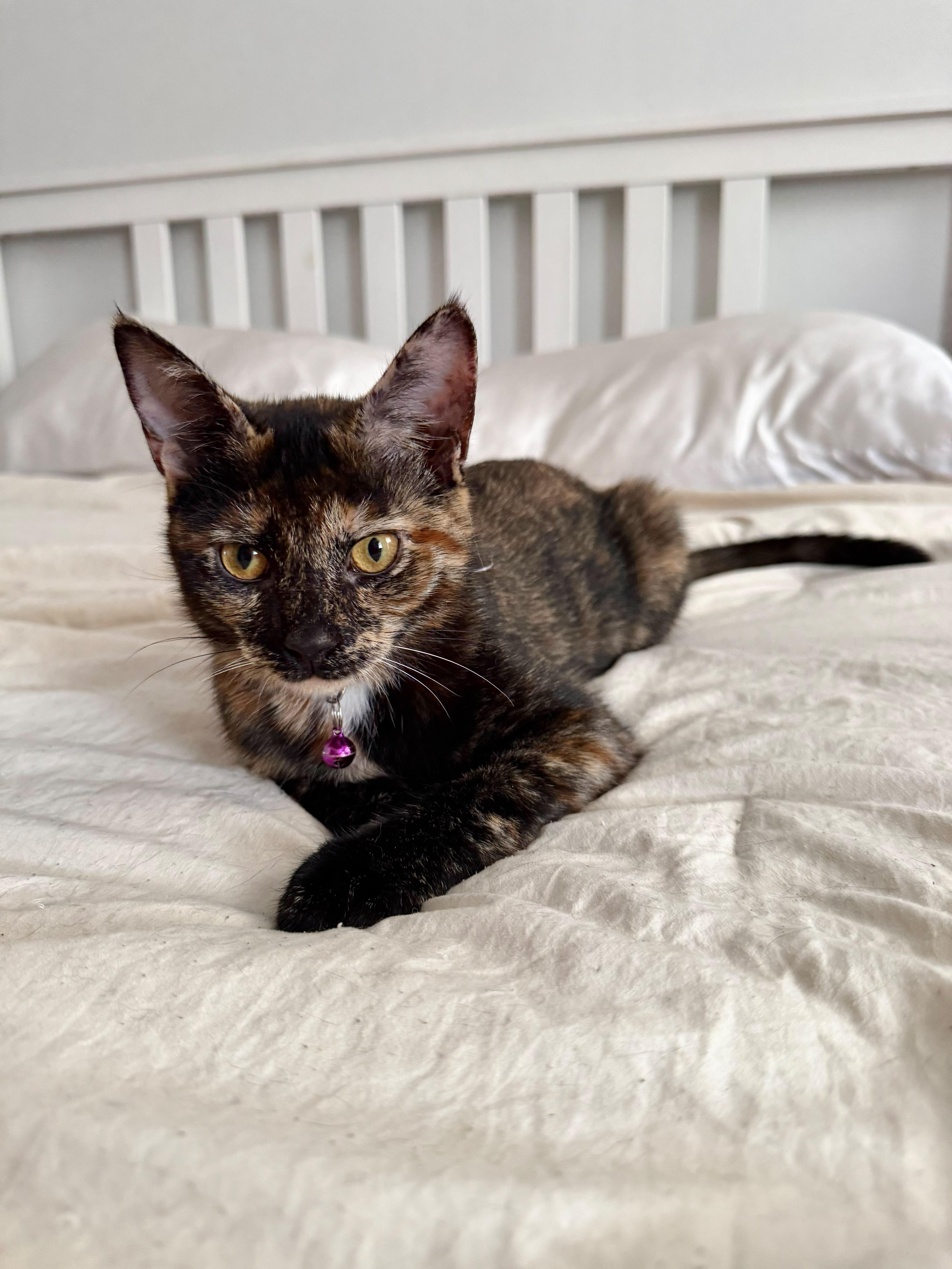 Sable, a Adoptable Domestic Short Hair in Weehawken, NJ image 3/5