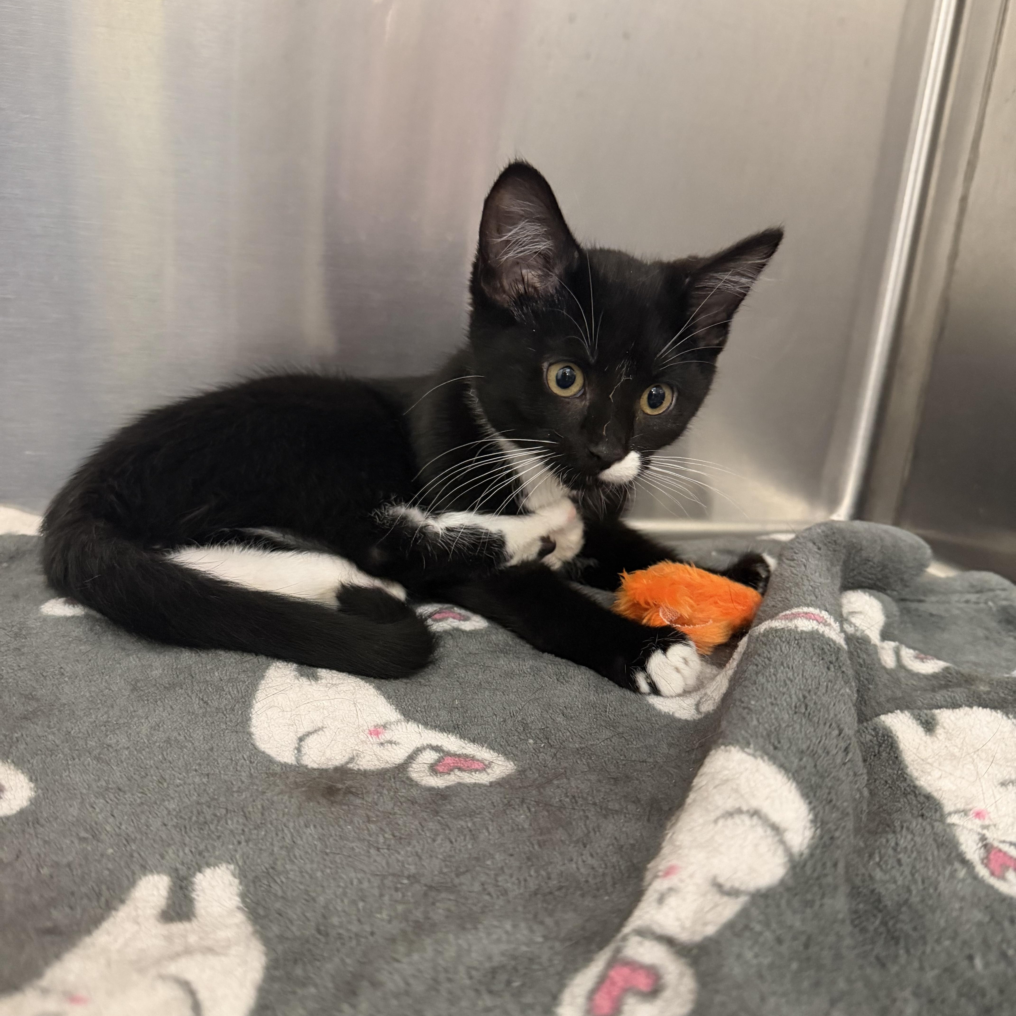 Enlarge Flip Flop, a Adopted mixed breed in Peoria, IL image 2/3