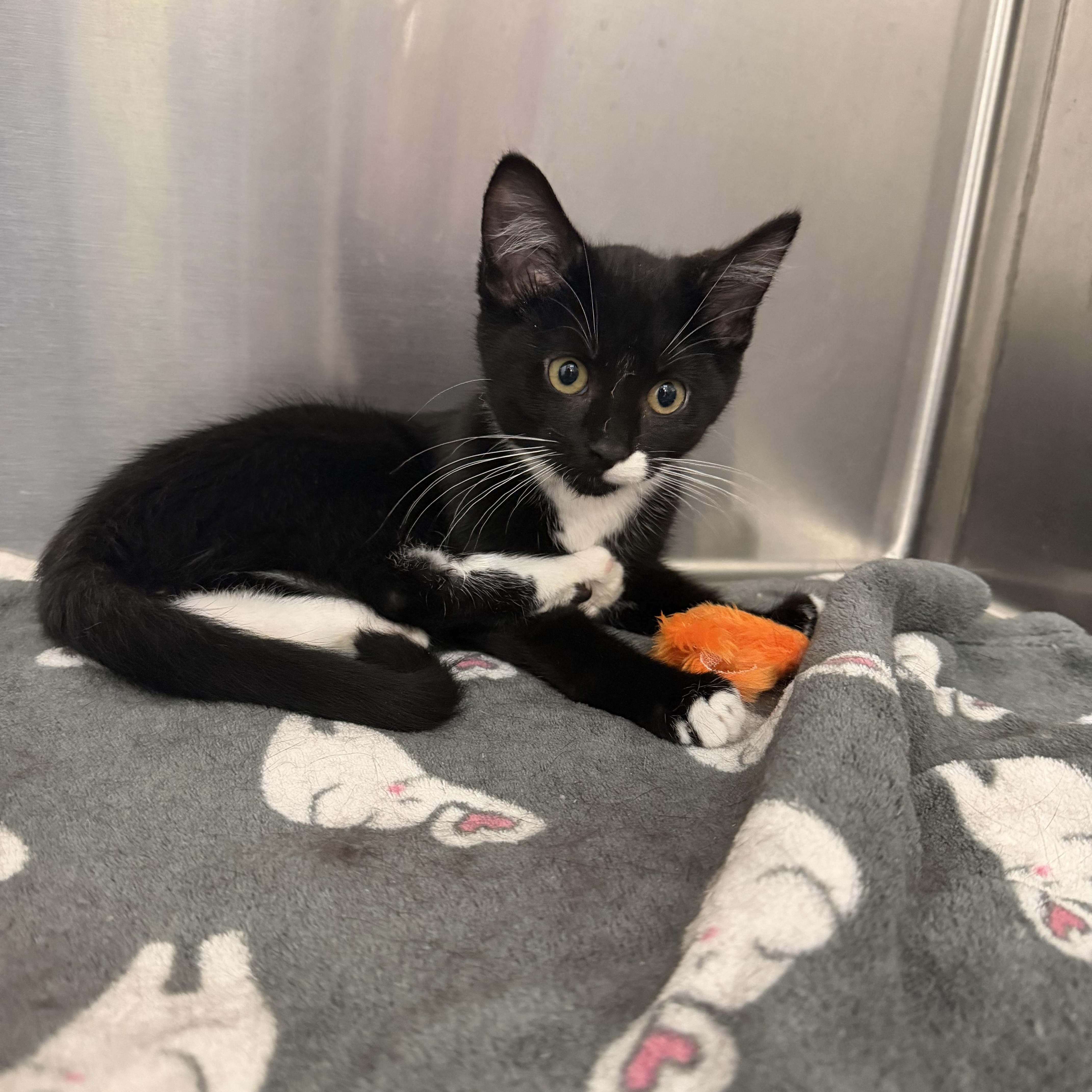 Flip Flop, Adoptable, Kitten Male Tuxedo.