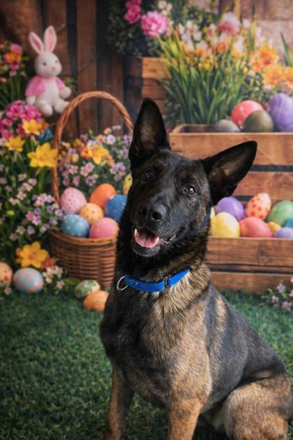Bear, Adoptable, Adult Male Belgian Shepherd / Malinois.