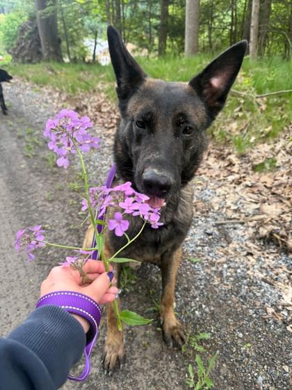Bear, a Adoptable Belgian Shepherd / Malinois in Bloomsburg, PA image 2/2