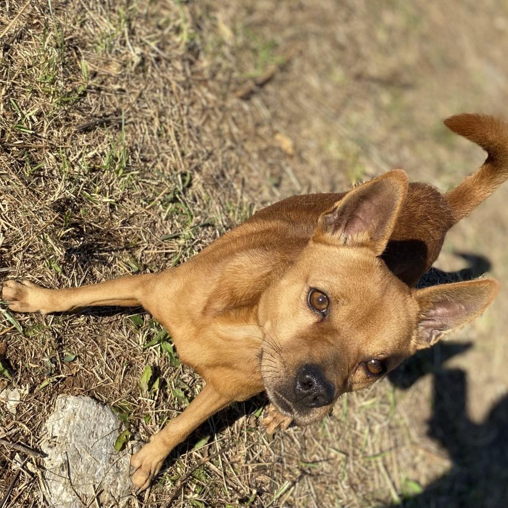 Macho Man, Adoptable, Young Male Mixed Breed & Mixed Breed.