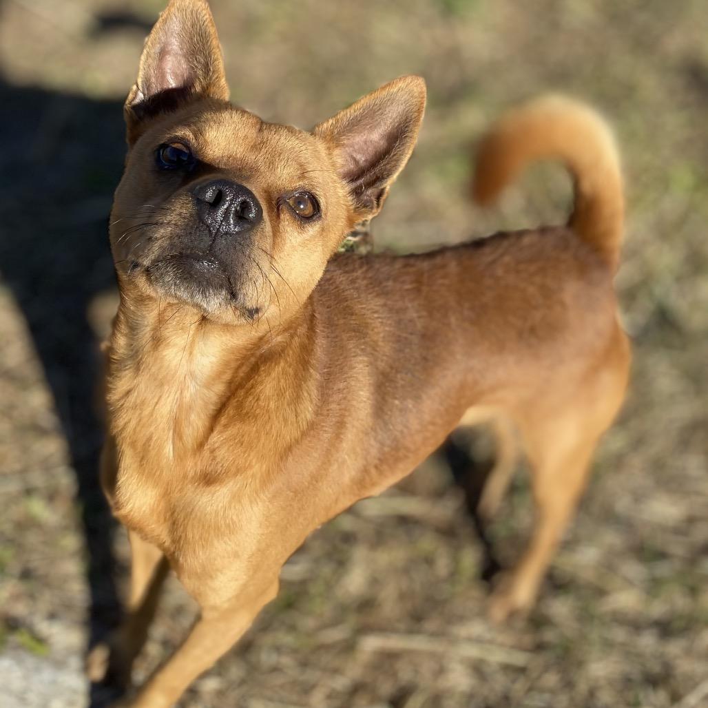 Enlarge Macho Man, a Adoptable mixed breed in Caryville, TN image 3/6