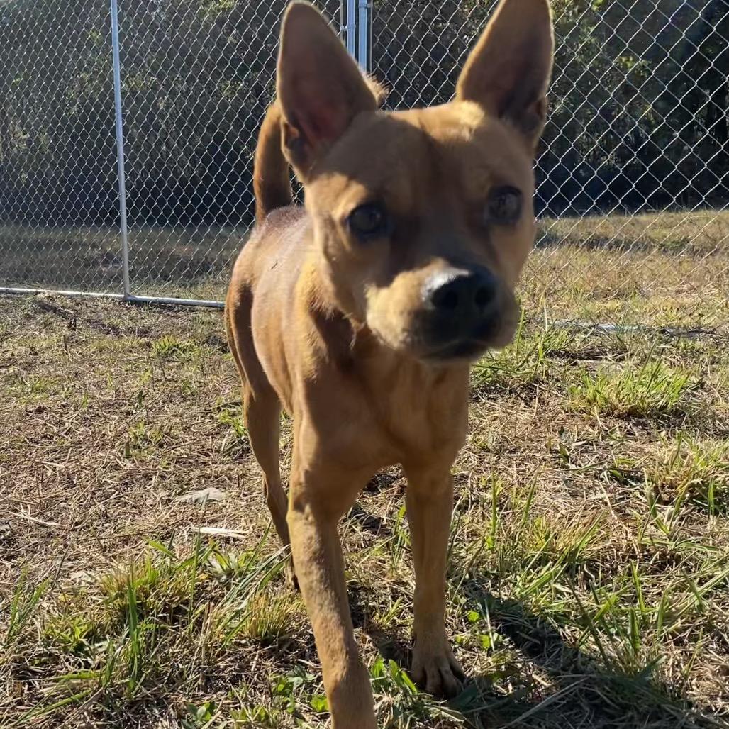 Enlarge Macho Man, a Adoptable mixed breed in Caryville, TN image 4/6