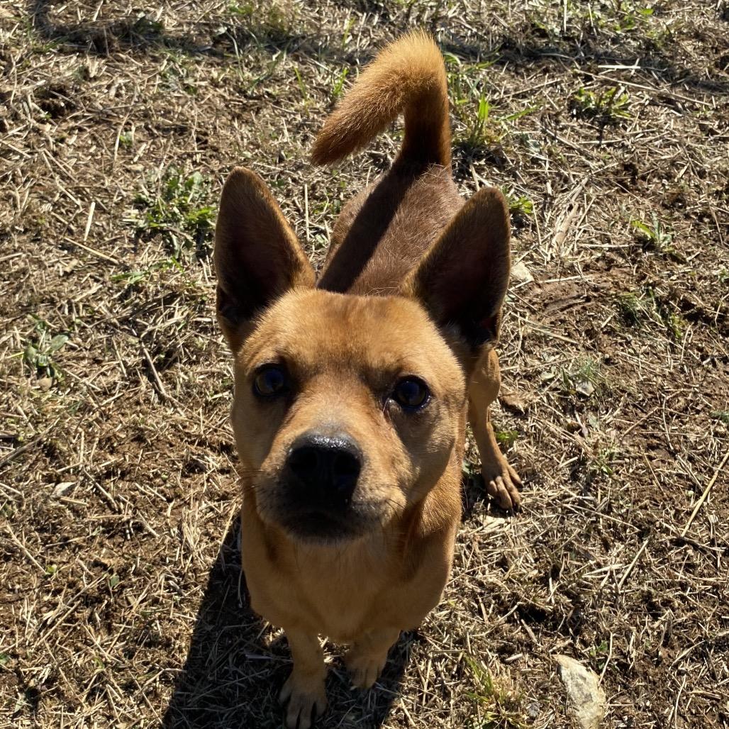 Enlarge Macho Man, a Adoptable mixed breed in Caryville, TN image 6/6