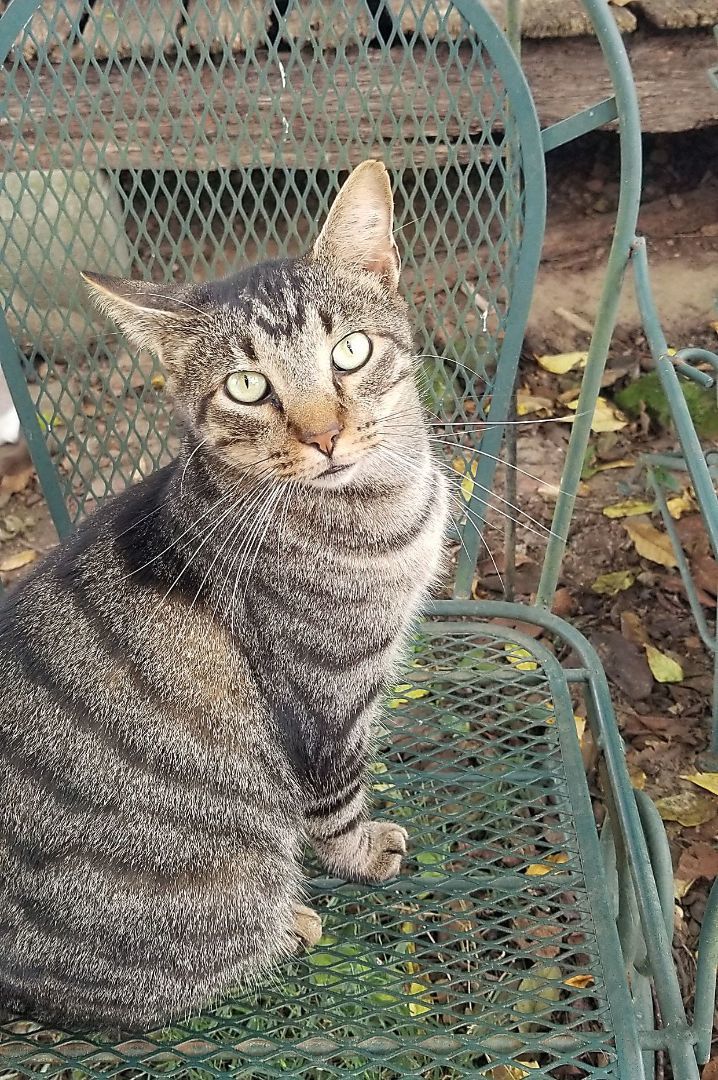 Bubby, a Adoptable mixed breed in Monroe, TN image 1/3