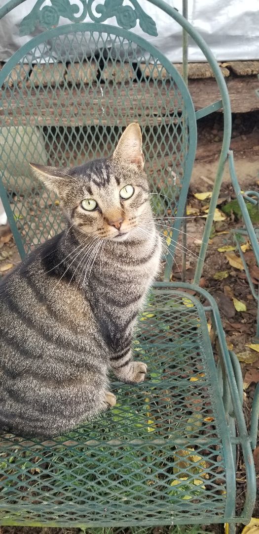 Bubby, a Adoptable mixed breed in Monroe, TN image 2/3