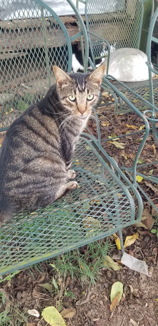 Bubby, a Adoptable mixed breed in Monroe, TN image 3/3