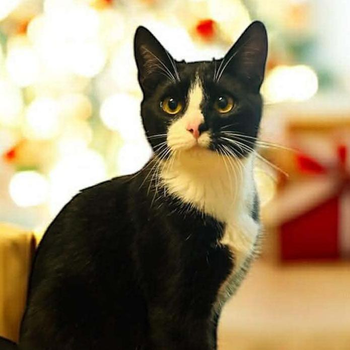 Nyx, Adoptable, Young Male Domestic Short Hair.