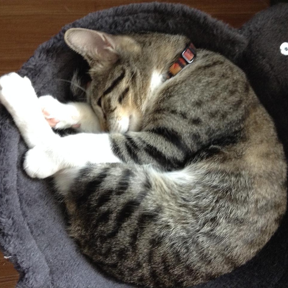 Charlie, a ADOPTABLE Tabby in Laguna Woods, CA image 6/6
