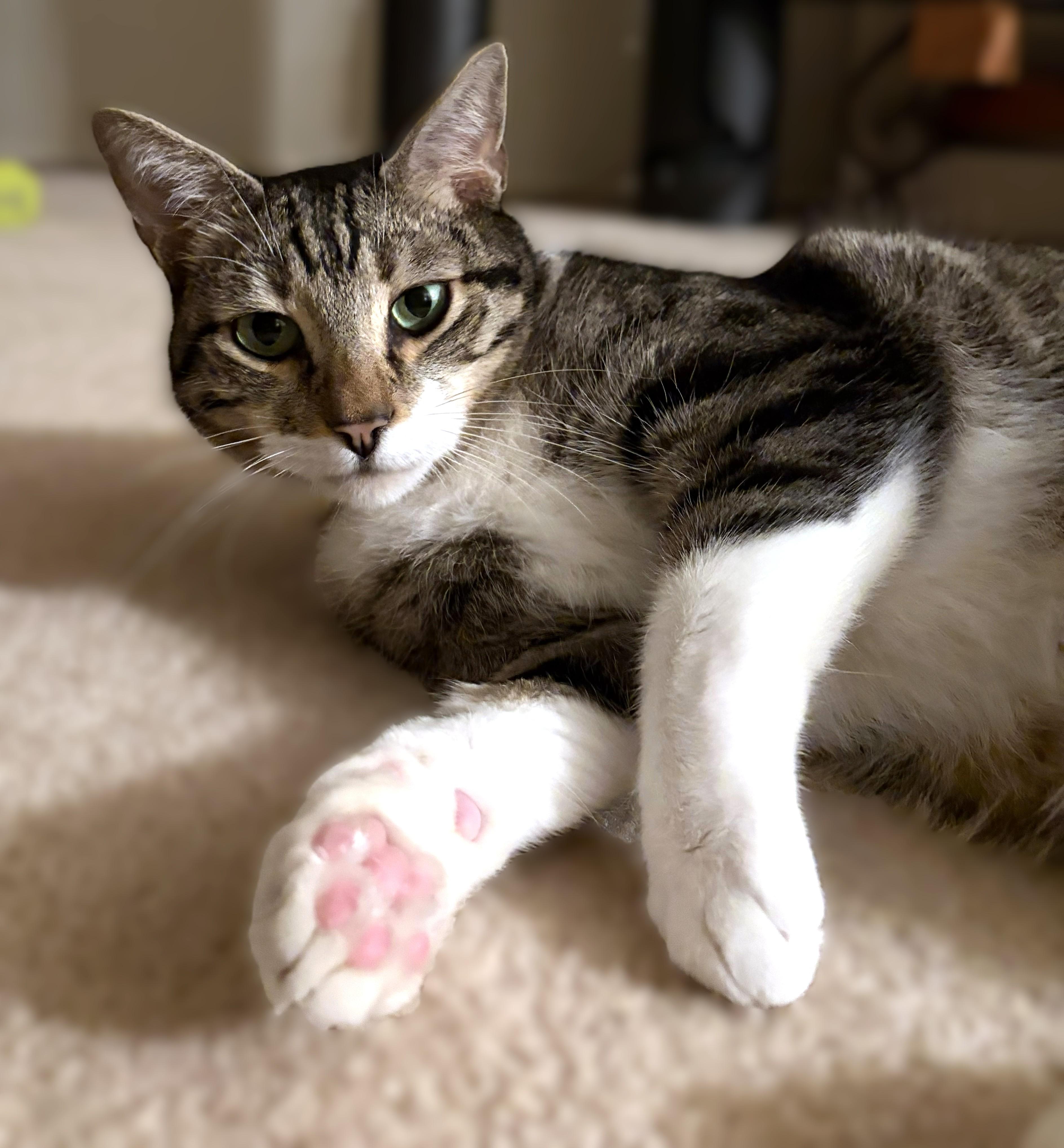 Charlie, a ADOPTABLE Tabby in Laguna Woods, CA image 1/6