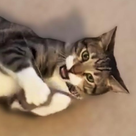 Charlie, a ADOPTABLE Tabby in Laguna Woods, CA image 2/6