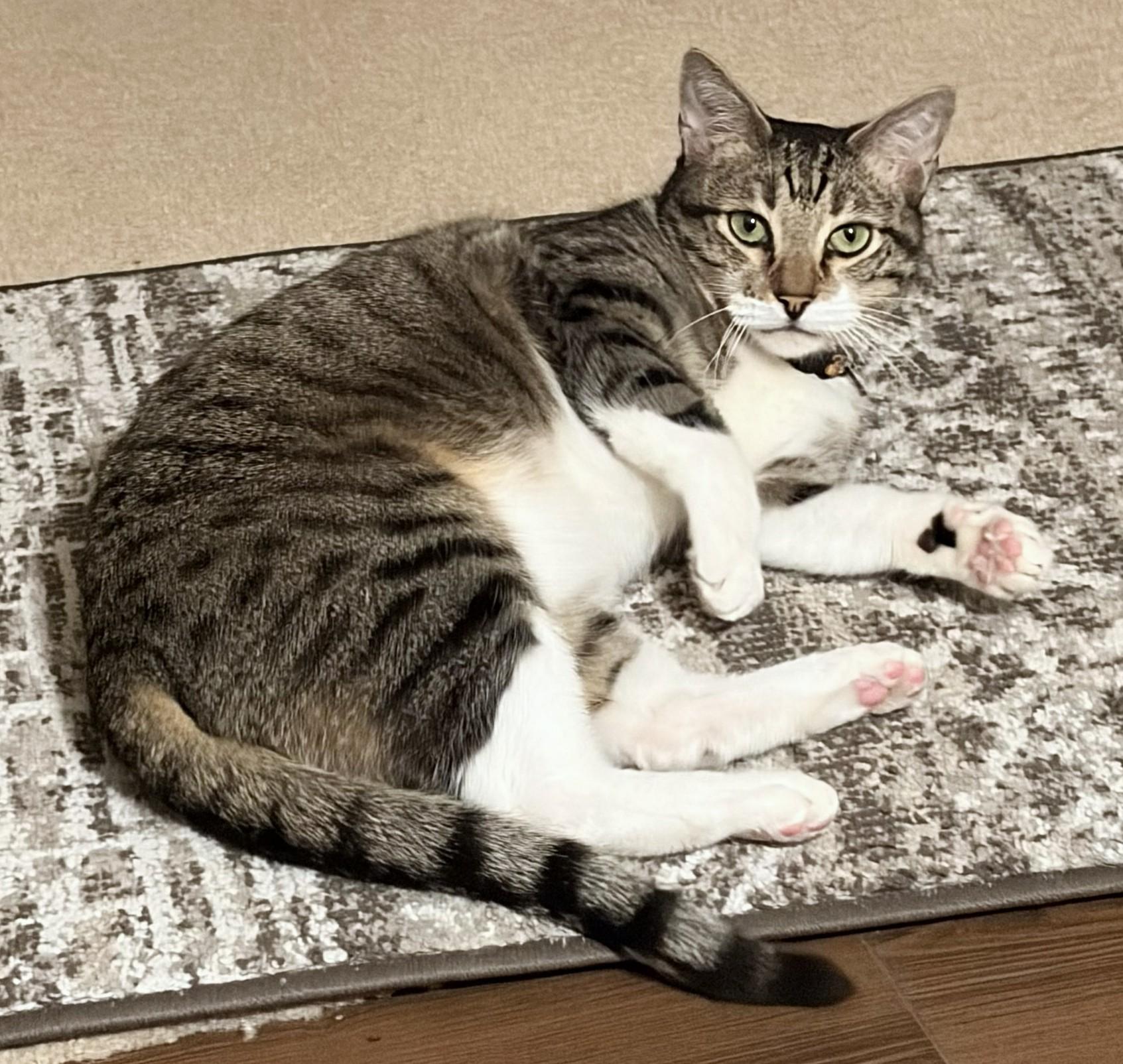 Charlie, a ADOPTABLE Tabby in Laguna Woods, CA image 4/6