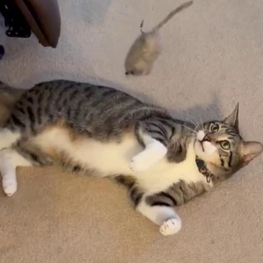 Charlie, a ADOPTABLE Tabby in Laguna Woods, CA image 5/6