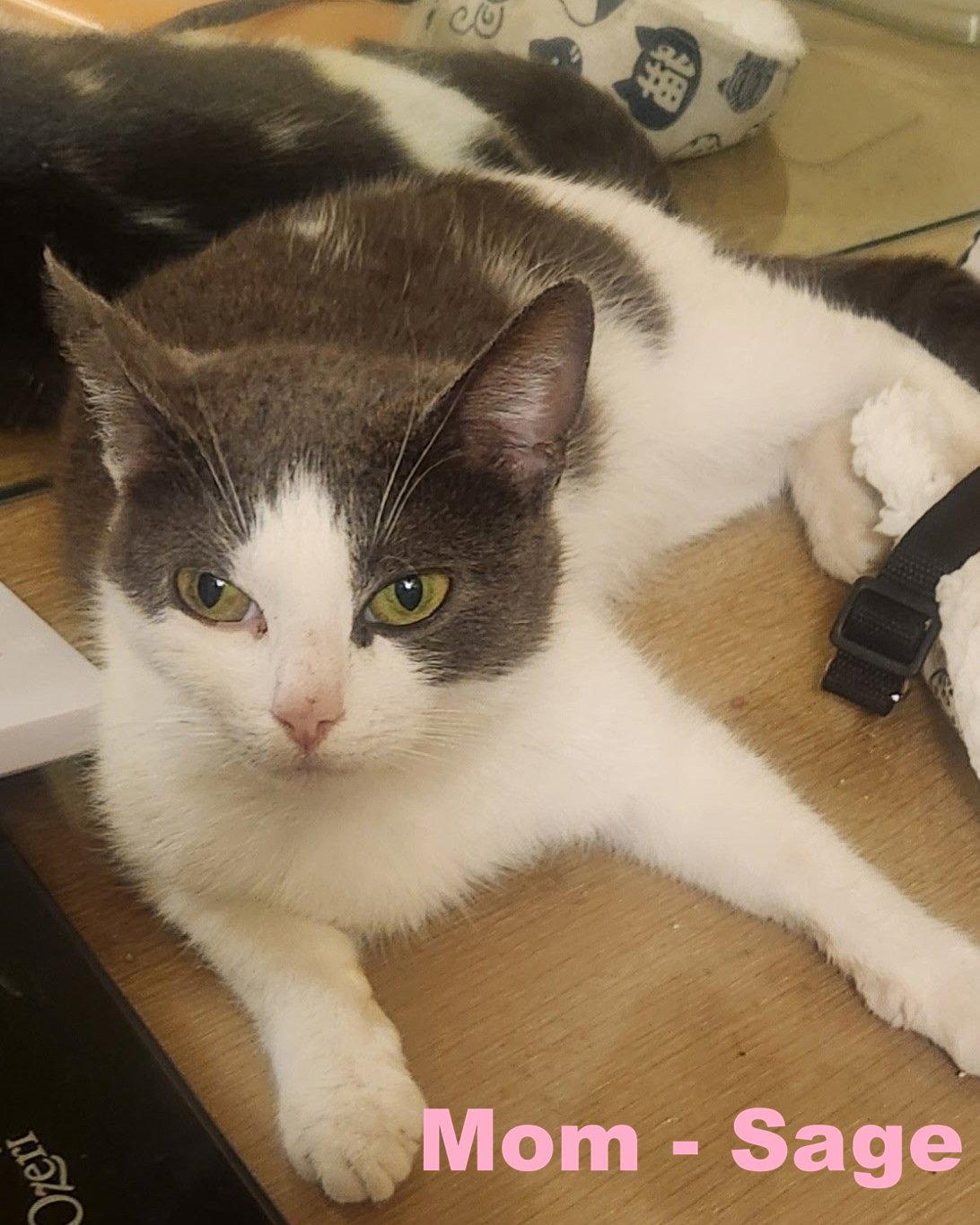 Sage, Adoptable, Adult Female Domestic Short Hair.