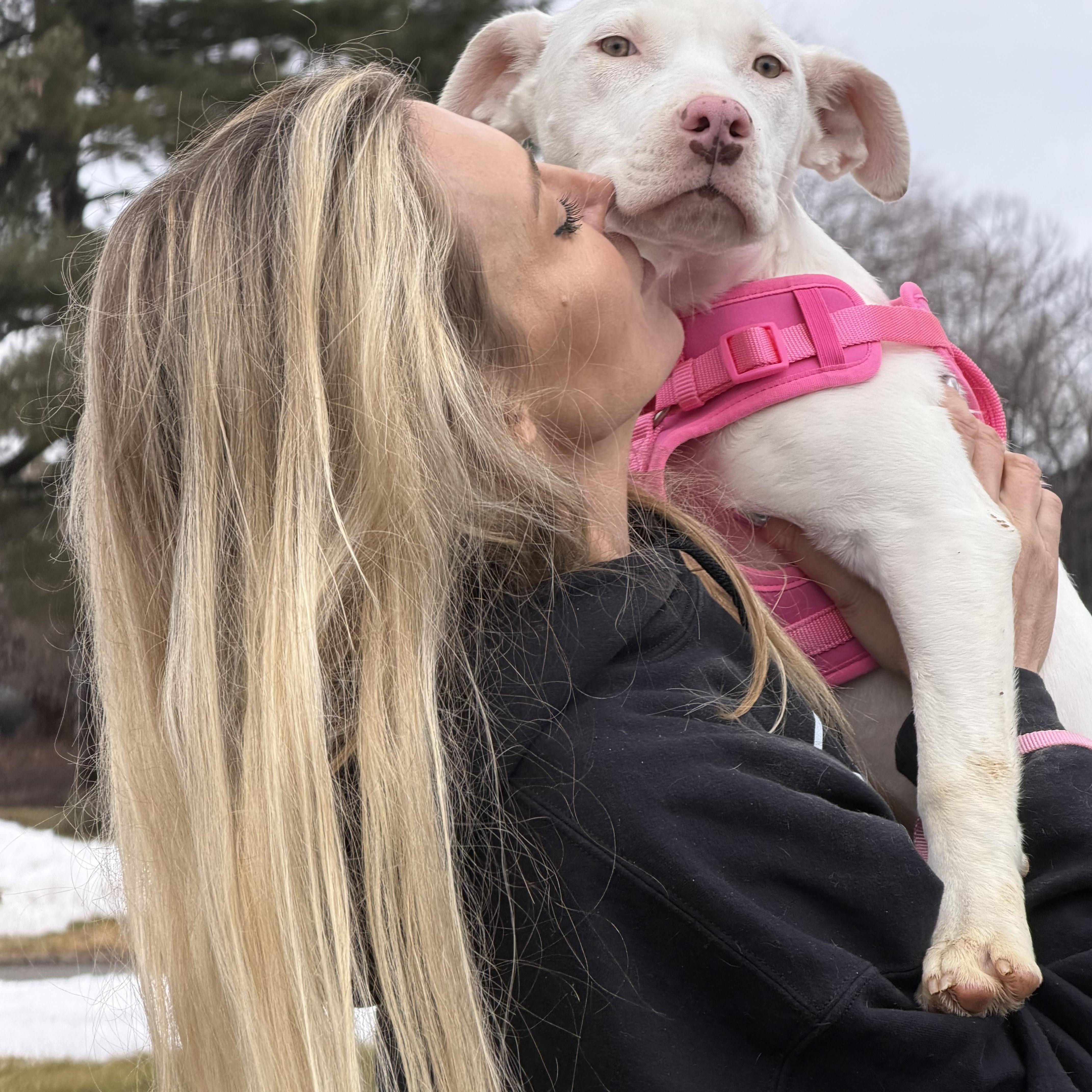 Gracie Pearl , ADOPTABLE, Young Female Labrador Retriever.