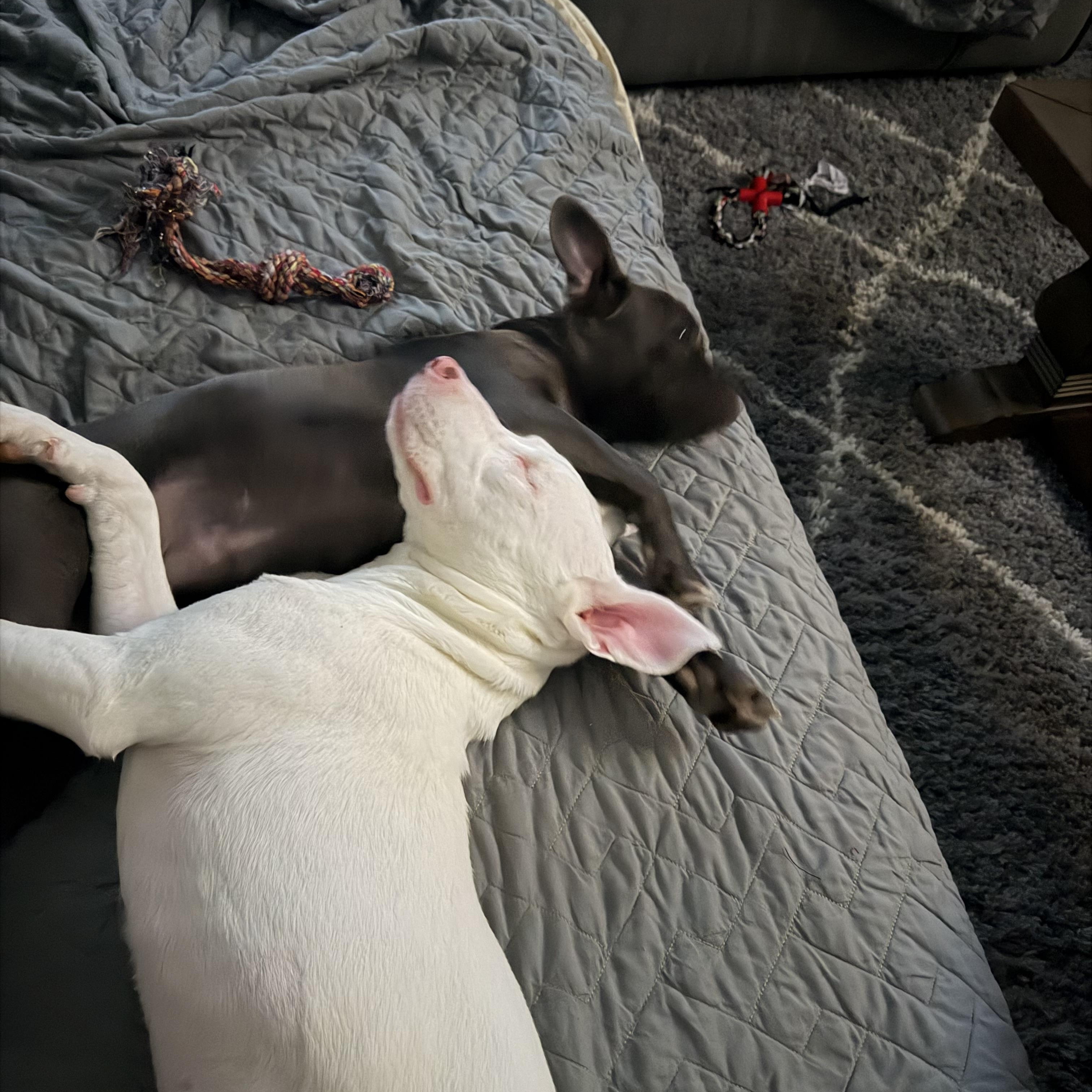 Enlarge Gracie Pearl , a ADOPTABLE mixed breed in Saratoga Springs, NY image 4/6