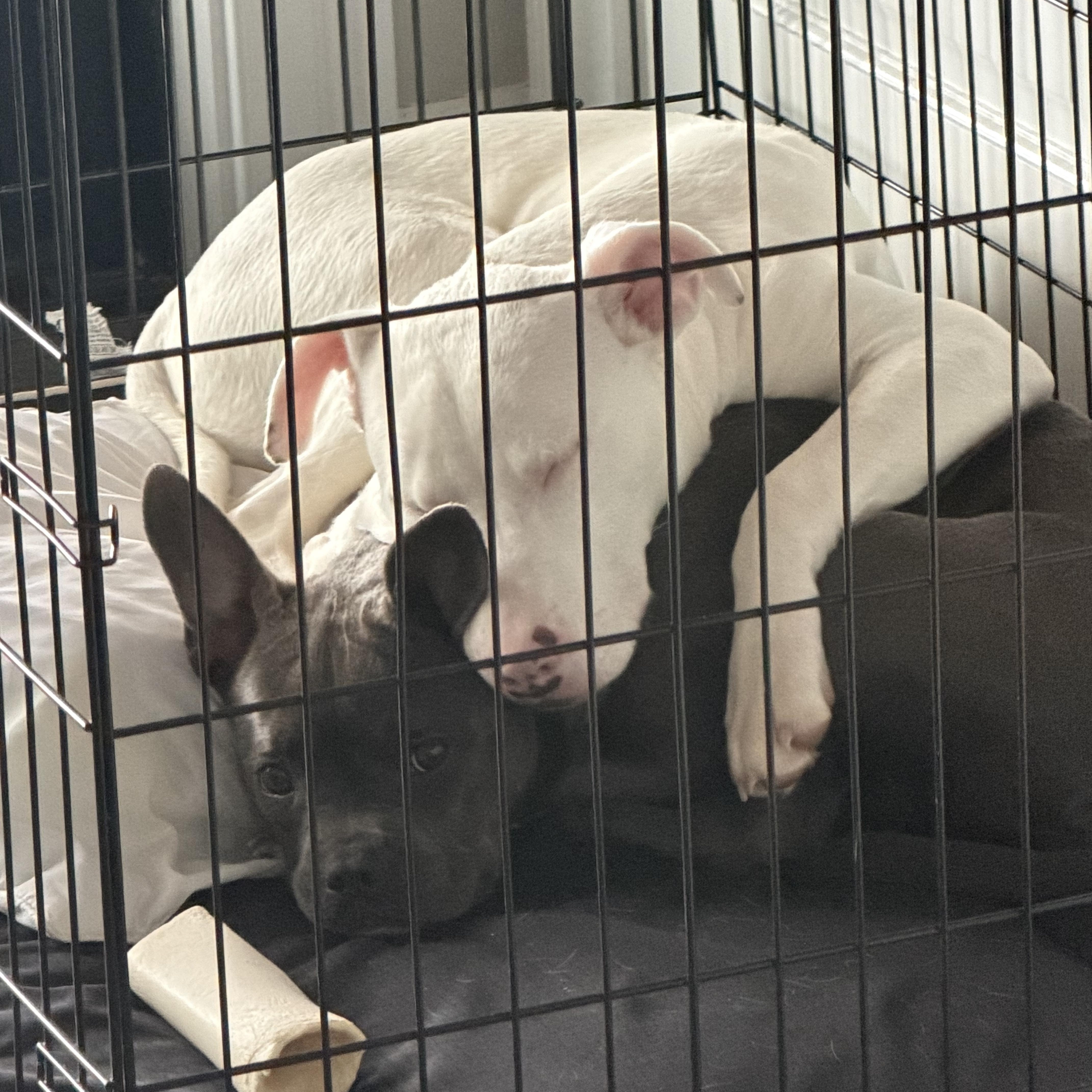 Enlarge Gracie Pearl , a ADOPTABLE mixed breed in Saratoga Springs, NY image 5/6