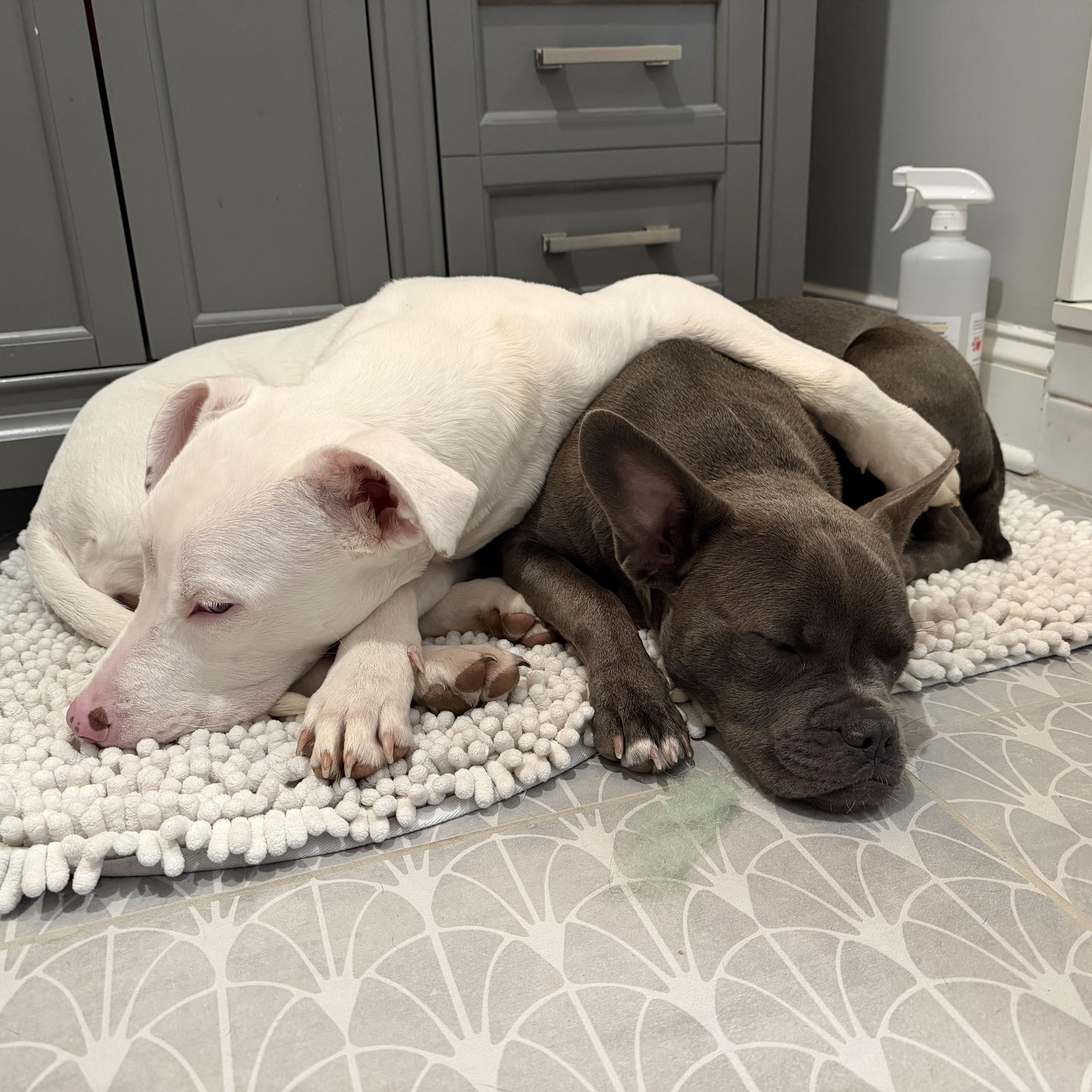 Enlarge Gracie Pearl , a ADOPTABLE mixed breed in Saratoga Springs, NY image 2/6