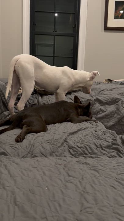 Enlarge Gracie Pearl , a ADOPTABLE mixed breed in Saratoga Springs, NY video 6/6