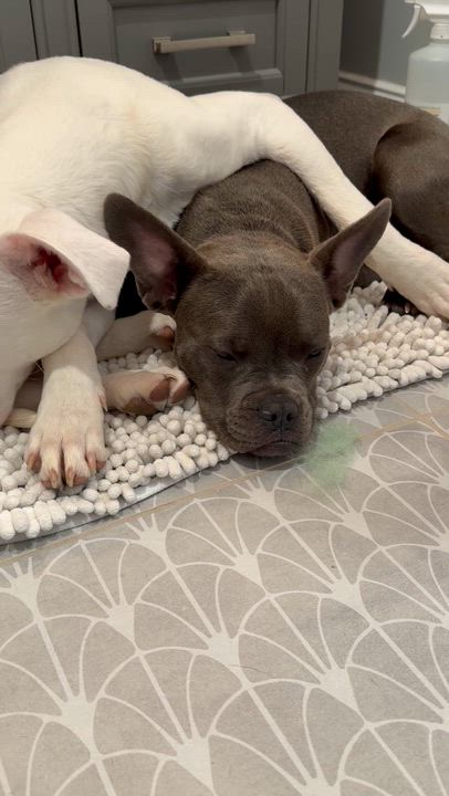 Enlarge Gracie Pearl , a ADOPTABLE mixed breed in Saratoga Springs, NY video 3/6