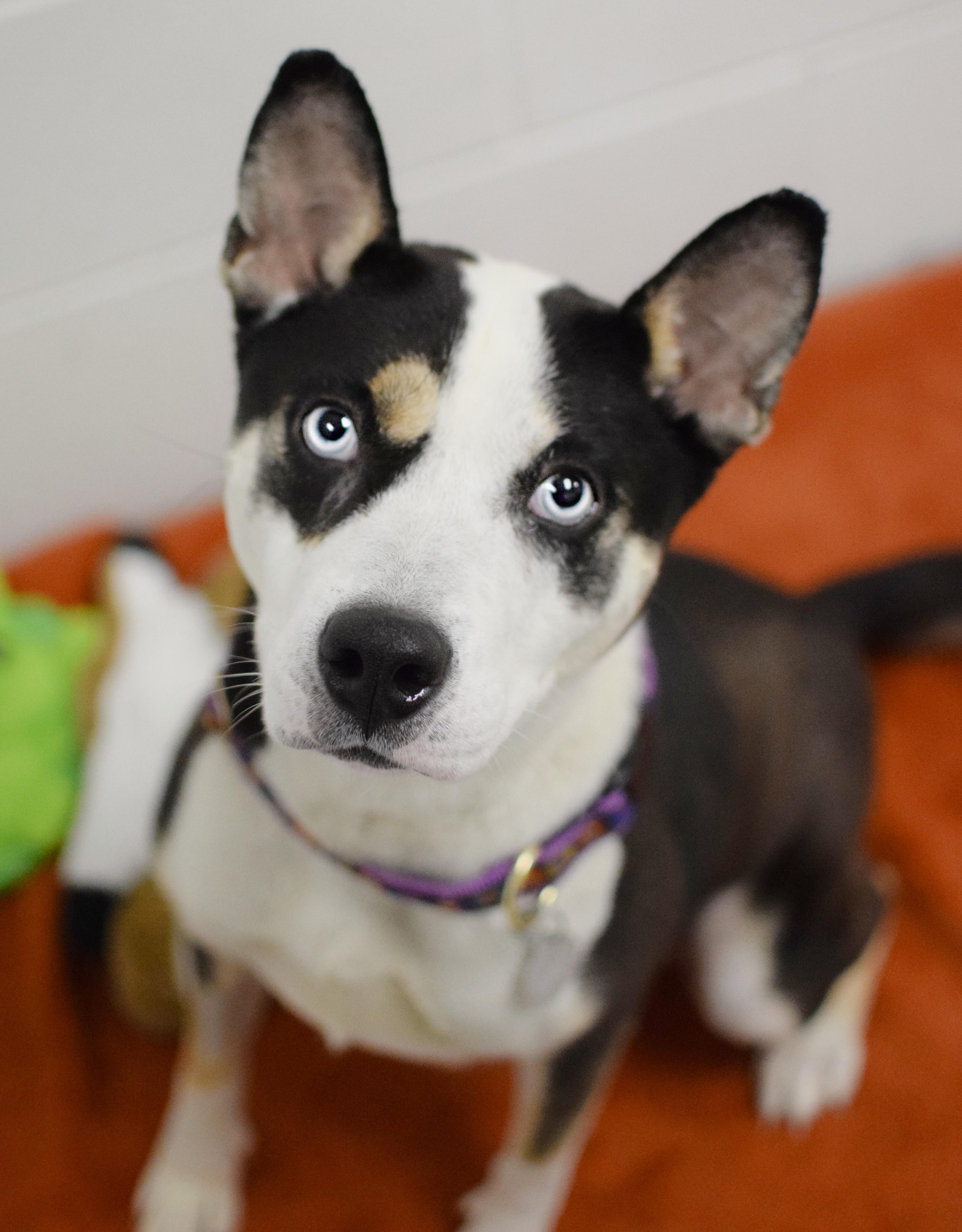 Appletini, Adoptable, Adult Female Labrador Retriever & Husky.