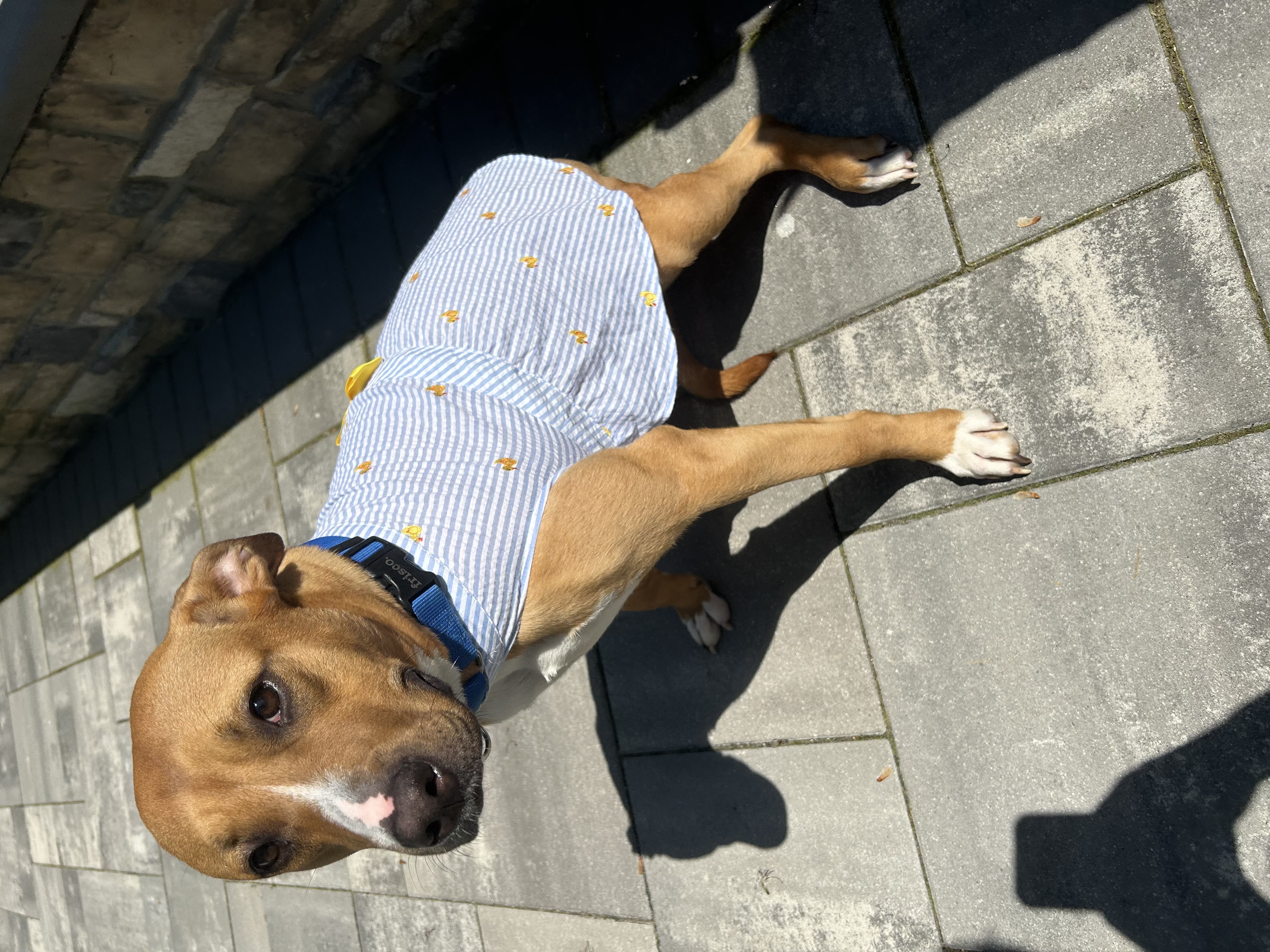 Enlarge Snuggles (Foster or Adopter Needed!), a Adoptable Mixed Breed in Westwood, NJ image 3/6