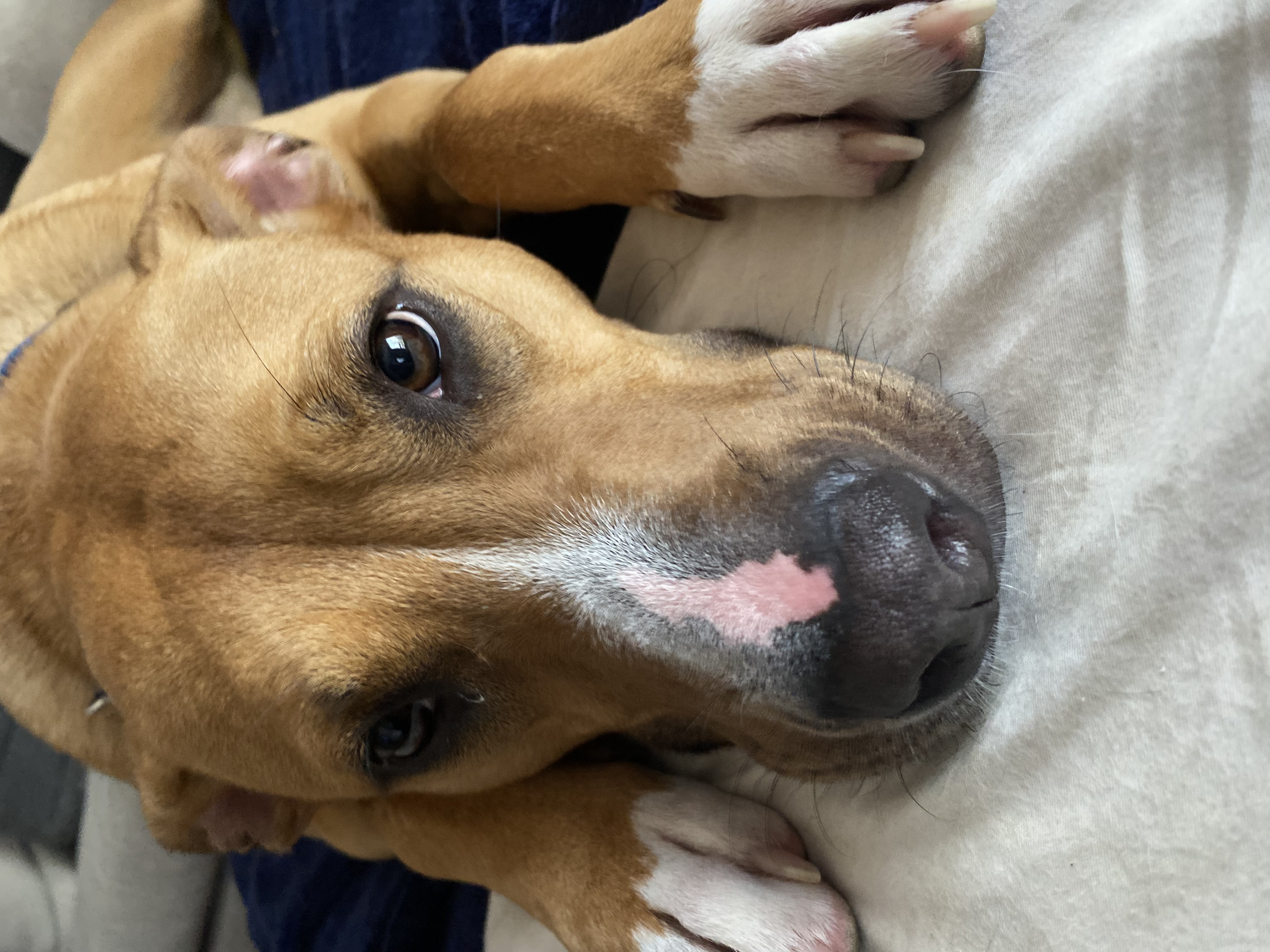 Enlarge Snuggles (Foster or Adopter Needed!), a Adoptable Mixed Breed in Westwood, NJ image 6/6