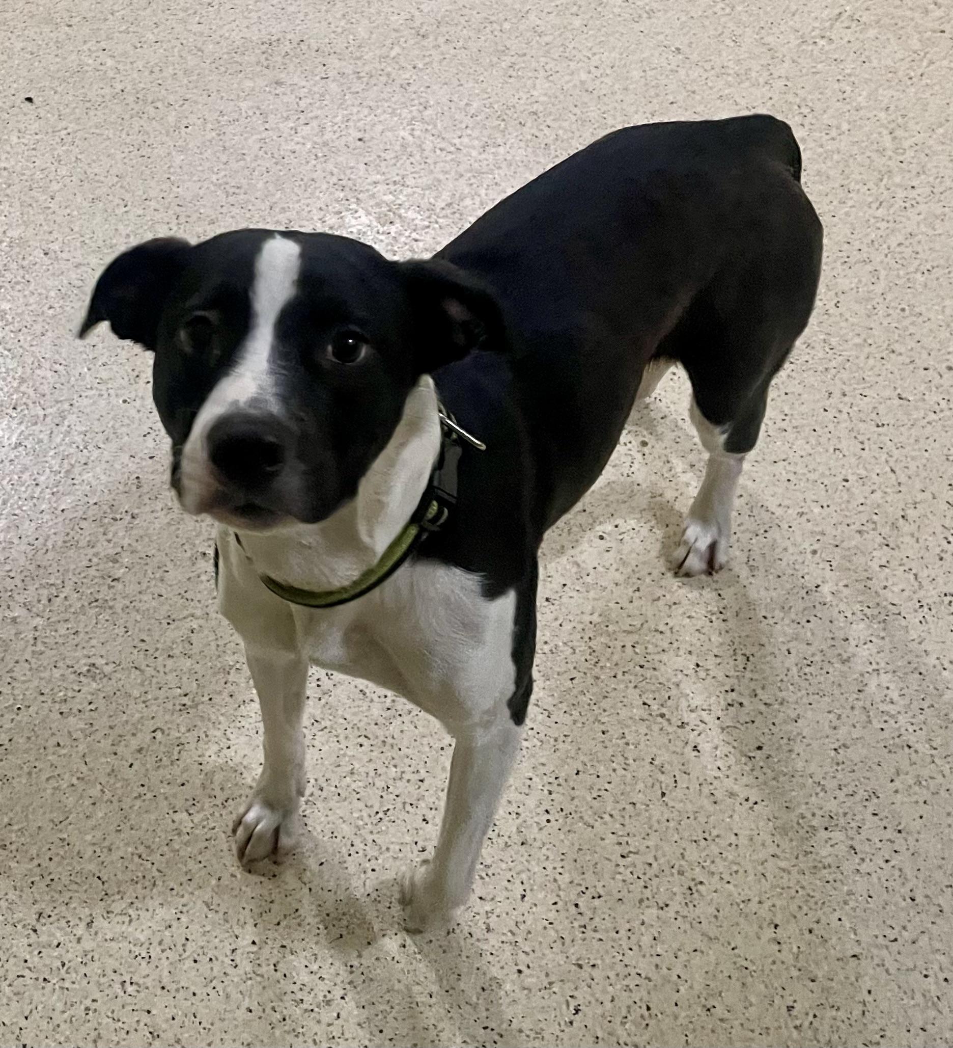 Marie, Young Female Hound