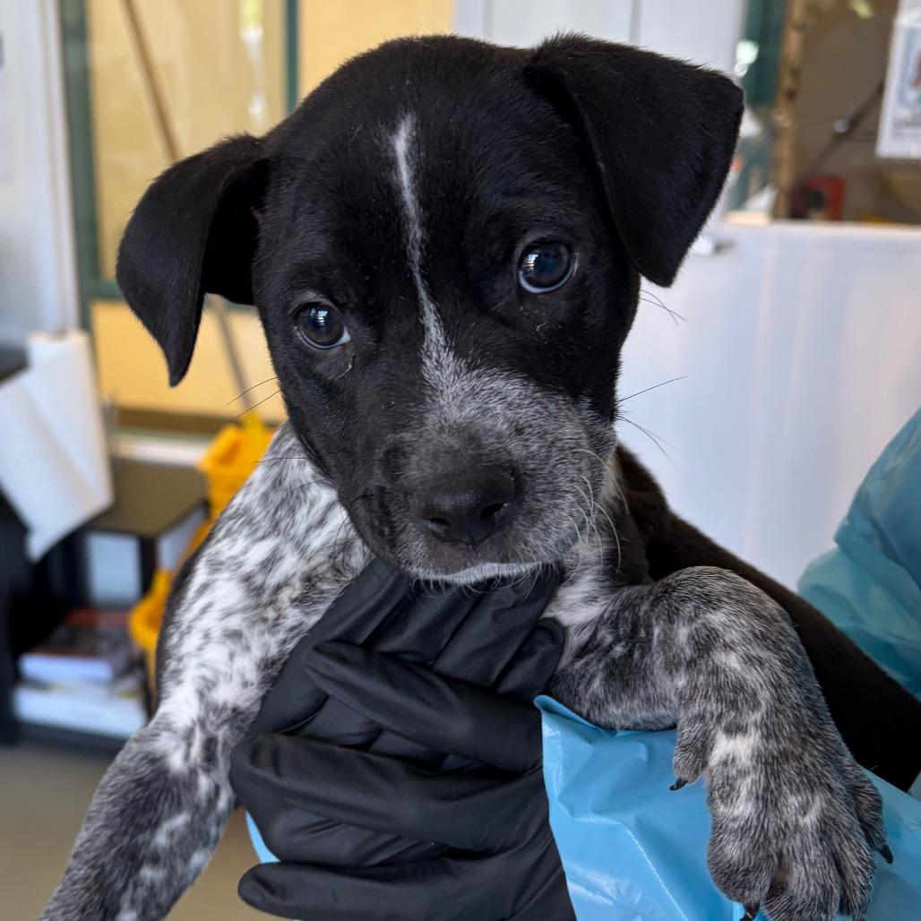 Peter, Adoptable, Puppy Male Labrador Retriever & Mixed Breed.