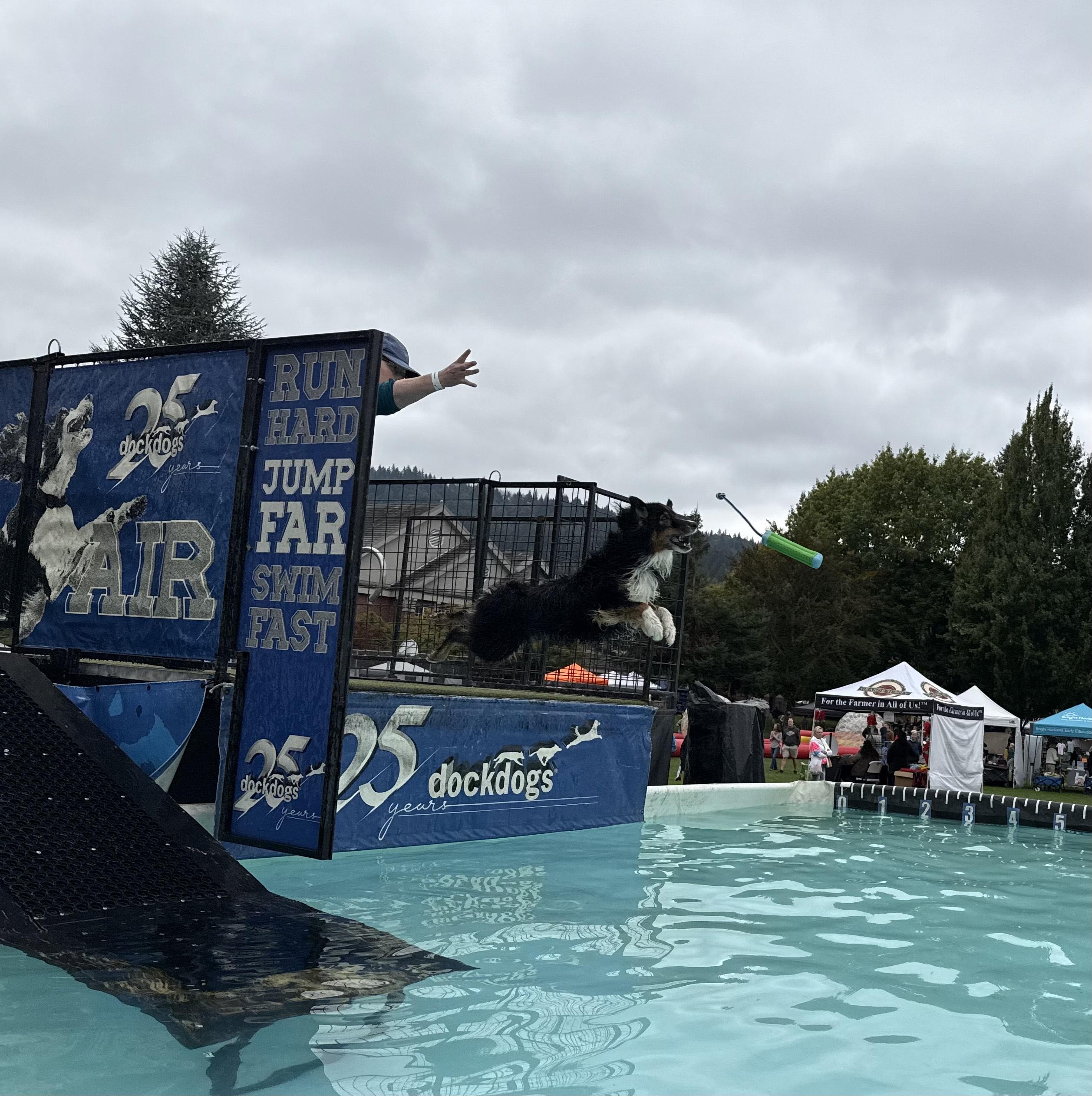 Enlarge Fanta, an adopted Australian Shepherd in Olympia, WA image 2/4