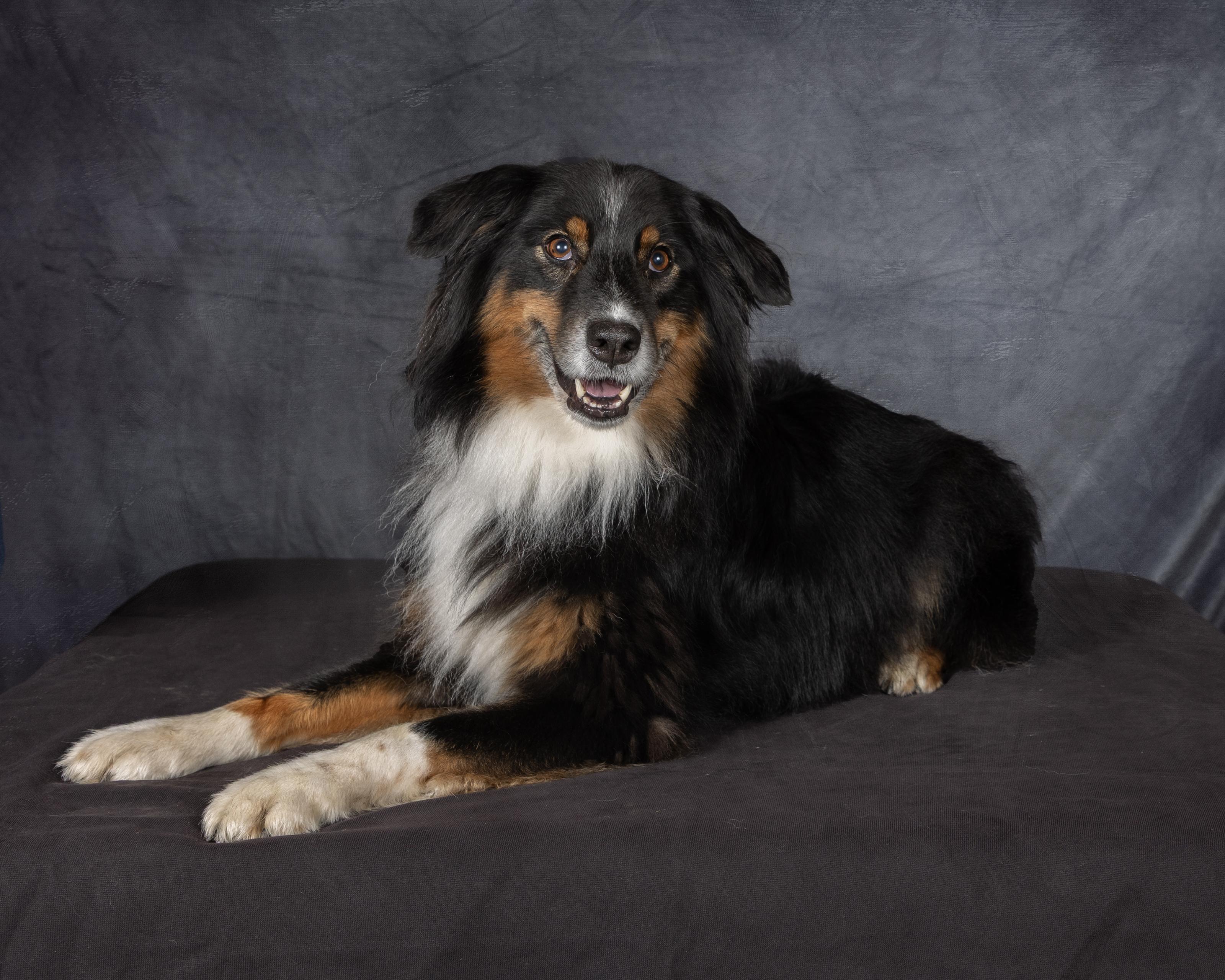 Fanta, adopted, Senior Female Australian Shepherd.