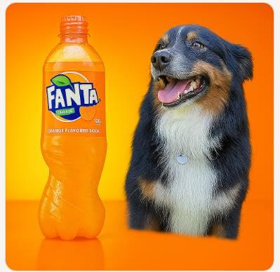 Enlarge Fanta, an adopted Australian Shepherd in Olympia, WA image 3/4
