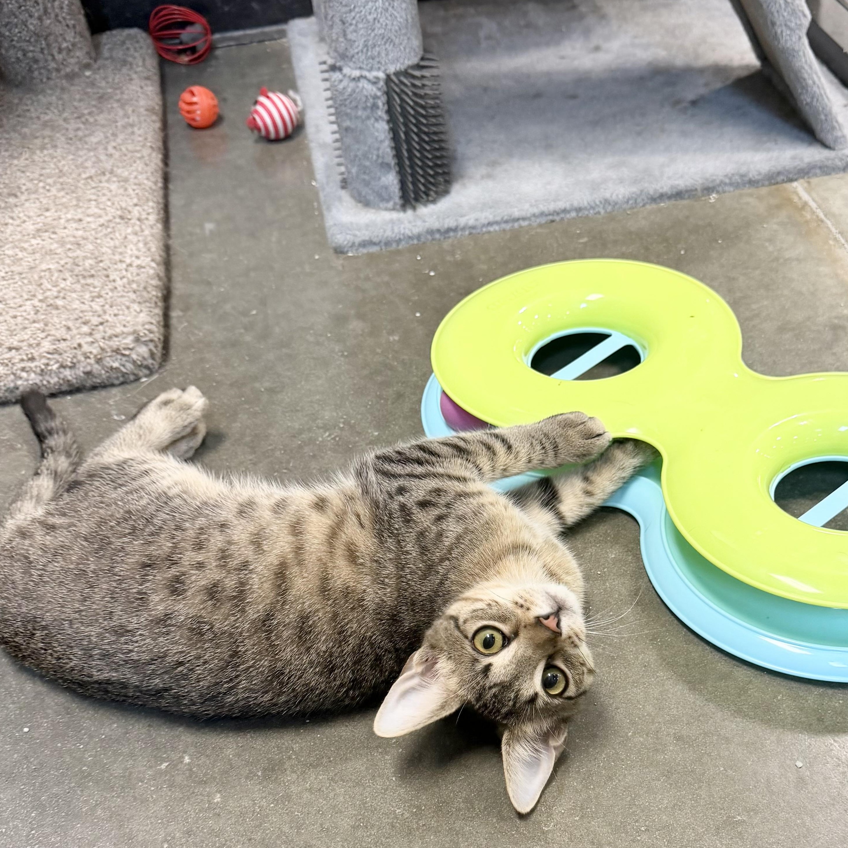 Enlarge Johnny Cash, an adopted Domestic Short Hair in Rock Hill, SC image 2/3