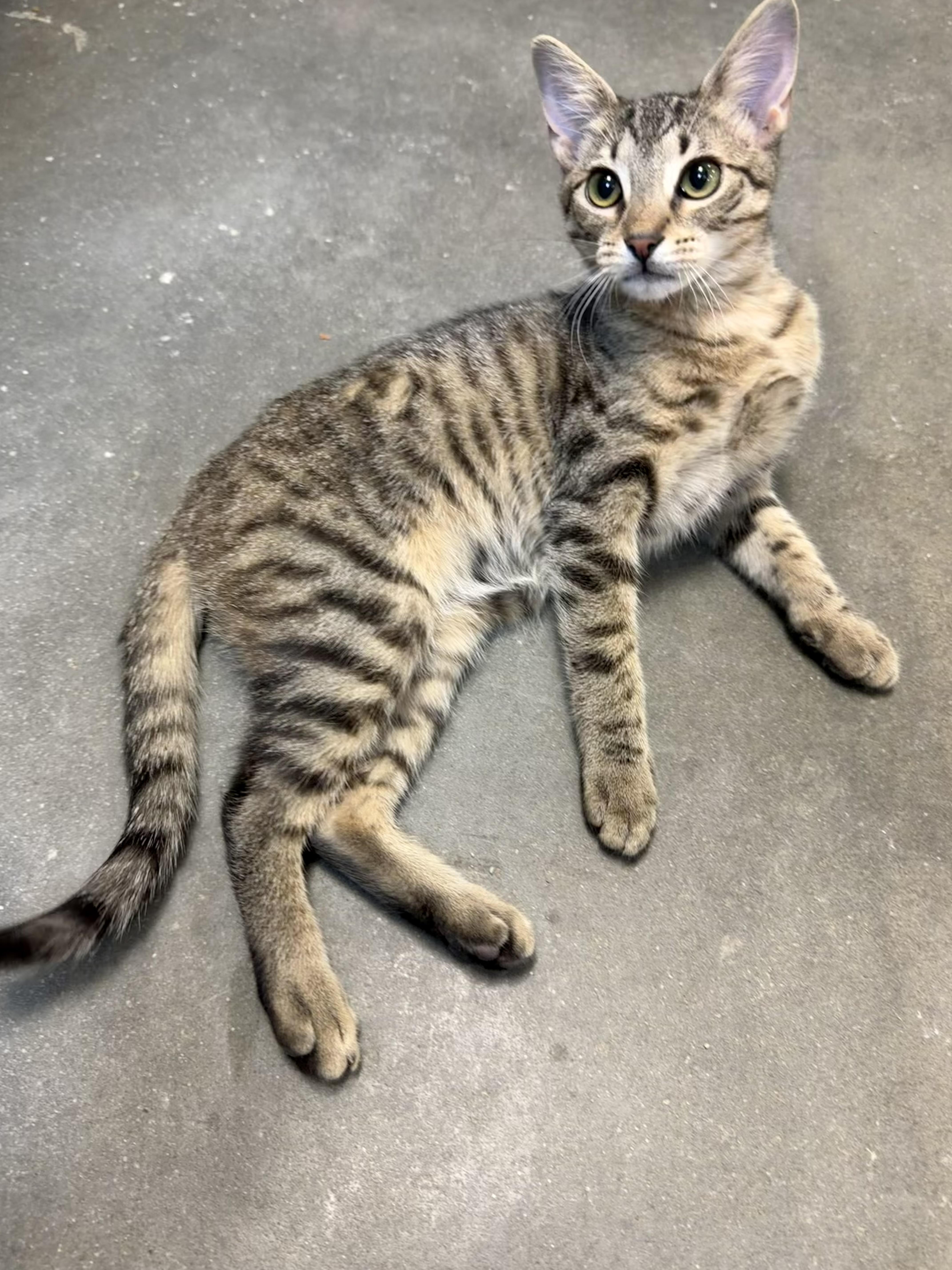 Enlarge Johnny Cash, an adopted Domestic Short Hair in Rock Hill, SC image 1/3