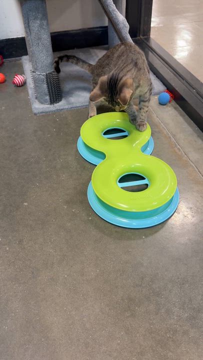 Enlarge Johnny Cash, an adopted Domestic Short Hair in Rock Hill, SC video 3/3