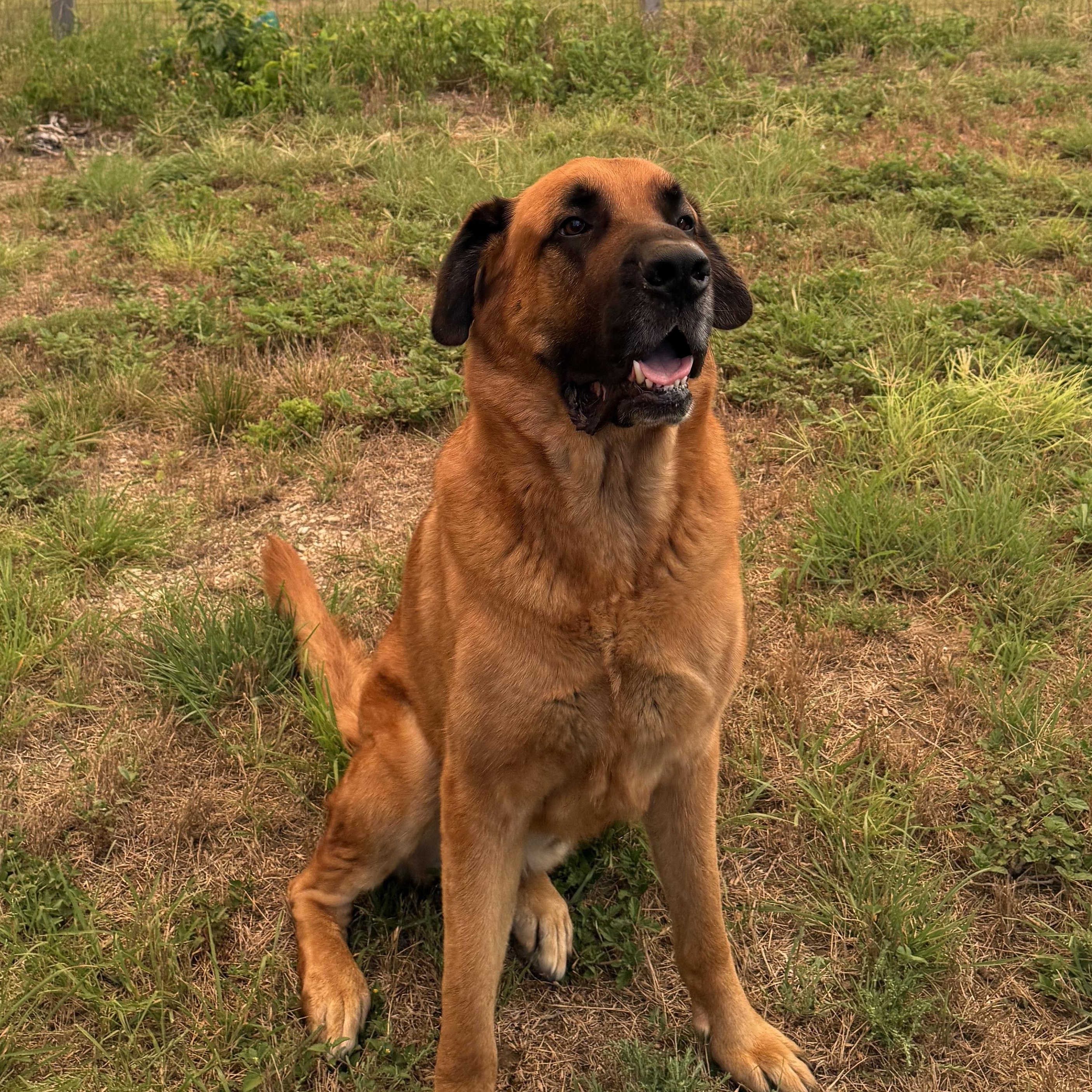 Moose , adoptable, Young Male Mastiff & German Shepherd Dog.