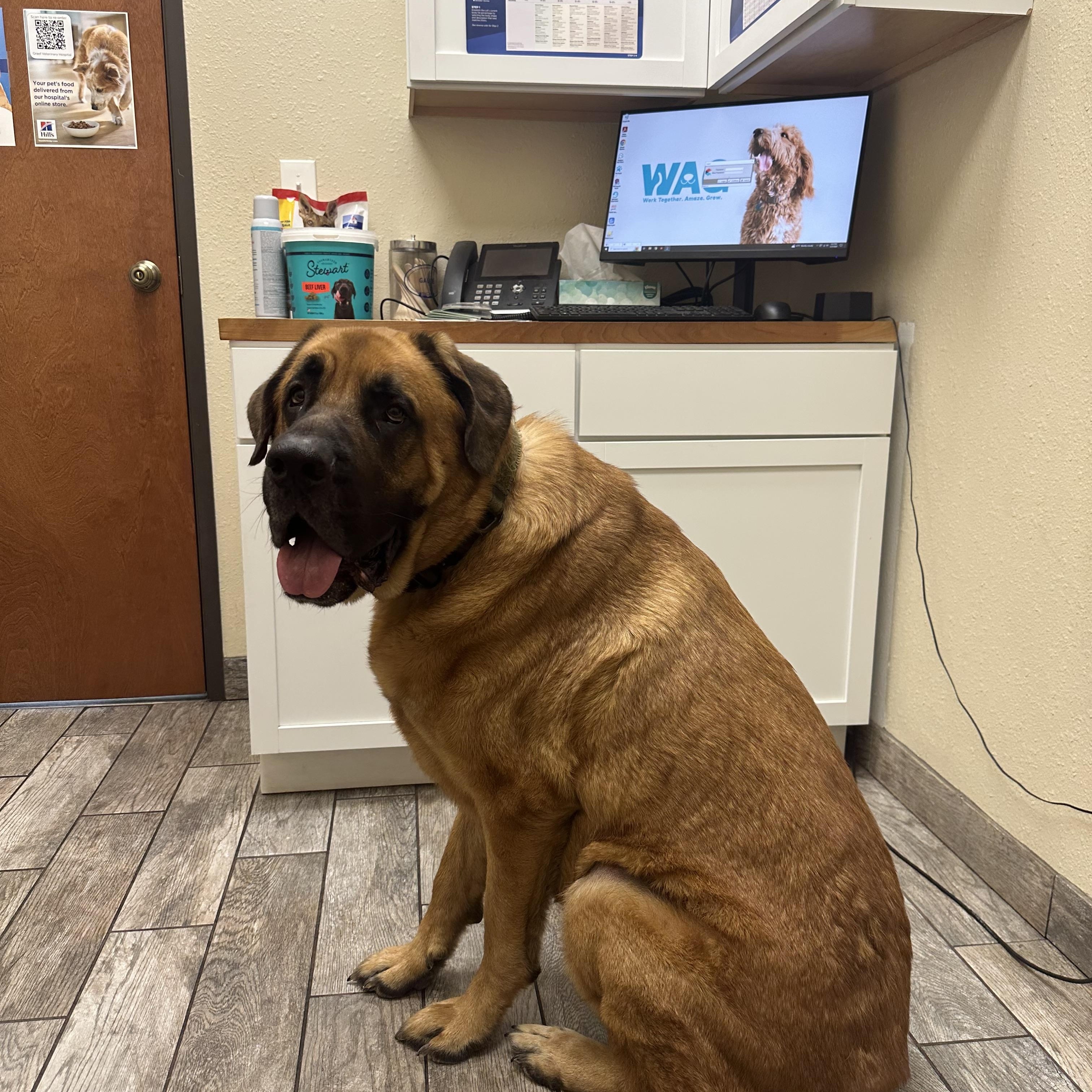 Moose , an adoptable mixed breed in Georgetown, TX image 2/6