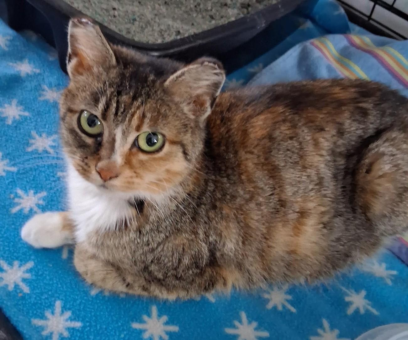 Sylvia, ADOPTABLE, Kitten Female Domestic Short Hair.