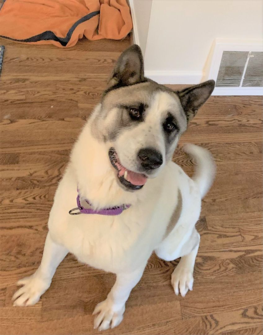 Enlarge MARVIN, a Adoptable Akita in Madison, WI image 3/12